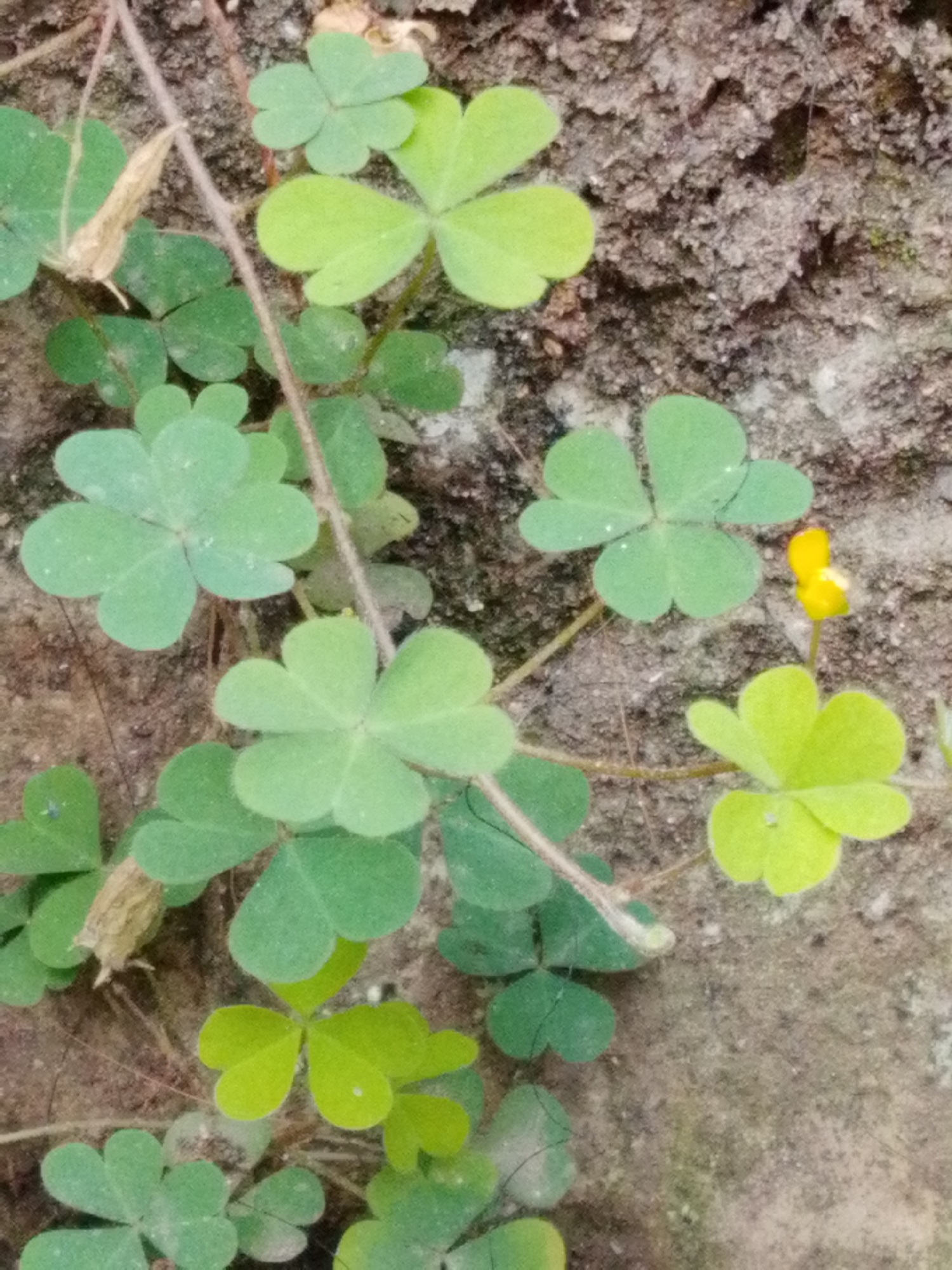 A close-up, slightly blurry, vertical shot shows a patch of Oxalis corniculata, commonly known as creeping woodsorrel, growing against a rough, textured, grayish-brown wall. The plant features numerous trifoliate leaves, with leaflets shaped like heart halves. The leaves vary in color from light green to a yellowish-green. One small, bright yellow flower is visible. The scene is devoid of people or any discernible activity. The context of Bandar Lampung, Indonesia, is not visually evident from the image itself.