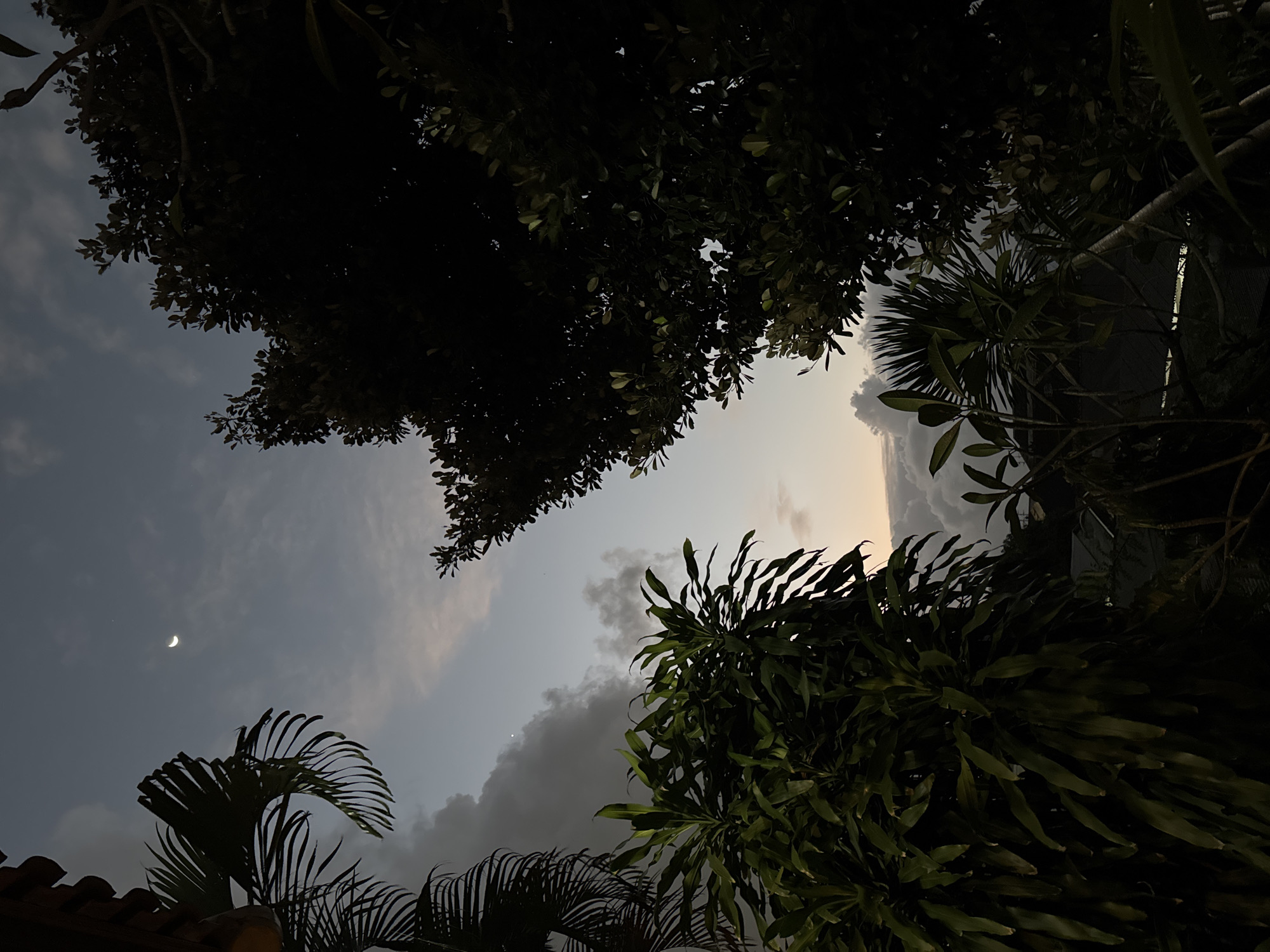 The image depicts an outdoor scene at dusk, with the sky and treetops as the primary subjects. A sliver of a crescent moon is visible in the dusky sky, which is partly cloudy. The clouds are a mix of dark gray and lighter shades, with a hint of orange light near the horizon, suggesting the sun has recently set.
Several types of trees and foliage frame the sky from below. In the foreground and on the left, there are palm fronds and what appears to be a tiled roof, indicating a tropical or subtropical location. In the middle ground and right, lush green trees with broad leaves are prominent. The leaves of these trees are dark, with some highlights catching the fading light. The overall composition is an upward-looking perspective.
The scene evokes a sense of tranquility and the transition from day to night. The low light conditions and the presence of vegetation suggest a warm climate. Given the location context of Denpasar, Indonesia, the scene is likely a residential or garden area. There is no visible text in the image. The activity taking place is simply the natural transition of the sky from day to night.