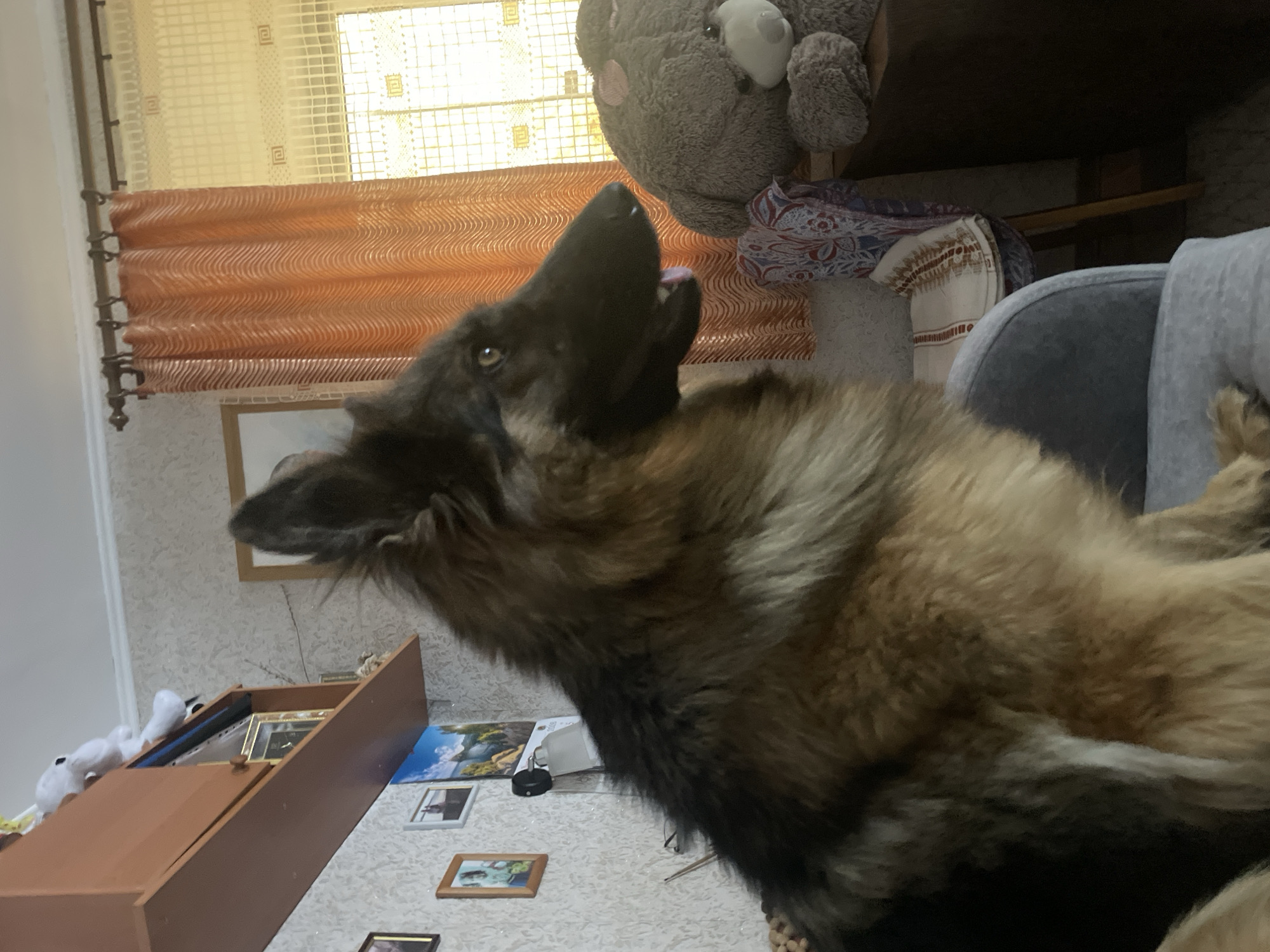 The image depicts an indoor scene with a German Shepherd dog in the foreground. The dog is looking to its right, with its mouth slightly open and tongue visible. The dog is sitting on a grey armchair. In the background, there is a large grey stuffed bear, orange curtains, and a window with a decorative screen. There are also shelves on the wall with framed pictures and other decorative items. The environment appears to be a domestic setting. The location of Lazky, Ukraine is not ascertainable from the image itself.