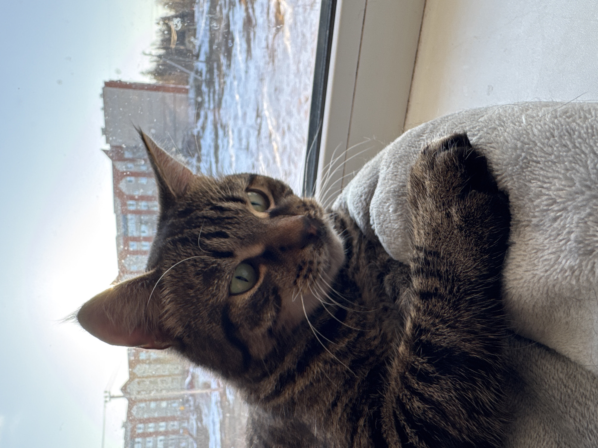 A close-up, angled shot shows a tabby cat resting on a light gray, soft surface, likely a cushion or blanket. The cat's head is tilted upward, with green eyes gazing towards the left. Its dark brown and black striped fur is clearly visible. Outside the window, there is a view of buildings with a mix of red and beige brick, suggesting an urban environment. The presence of snow or ice on the buildings and windows indicates a cold climate. The buildings are likely located in the city of Chernushka, Russia, based on the prompt.