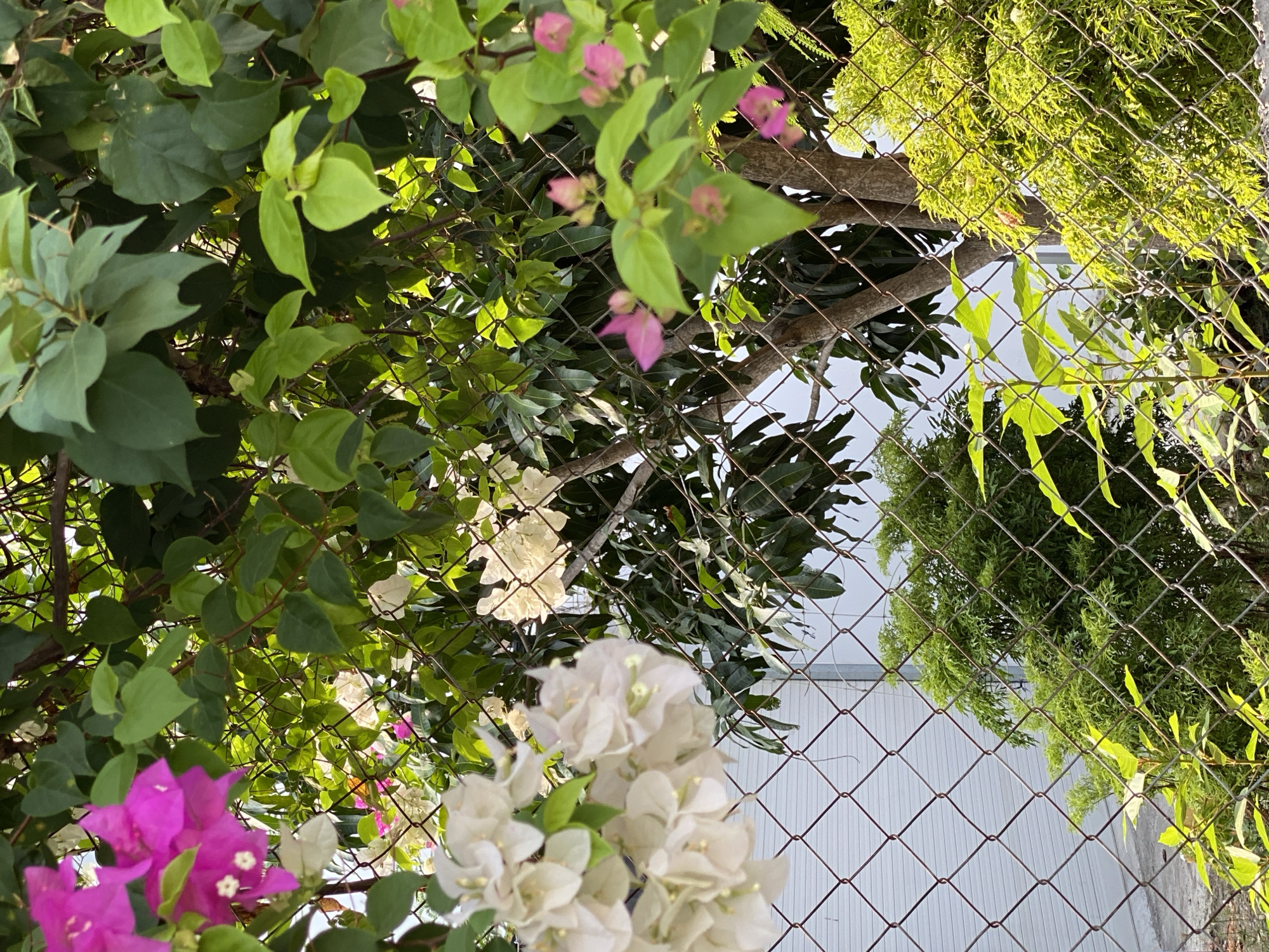 The image shows a chain-link fence in front of lush green foliage and blooming bougainvillea flowers, some in pink and white. In the background, there is a light-colored building and more trees. The scene appears to be outdoors, likely in a garden or yard setting. The lighting suggests it is daytime.