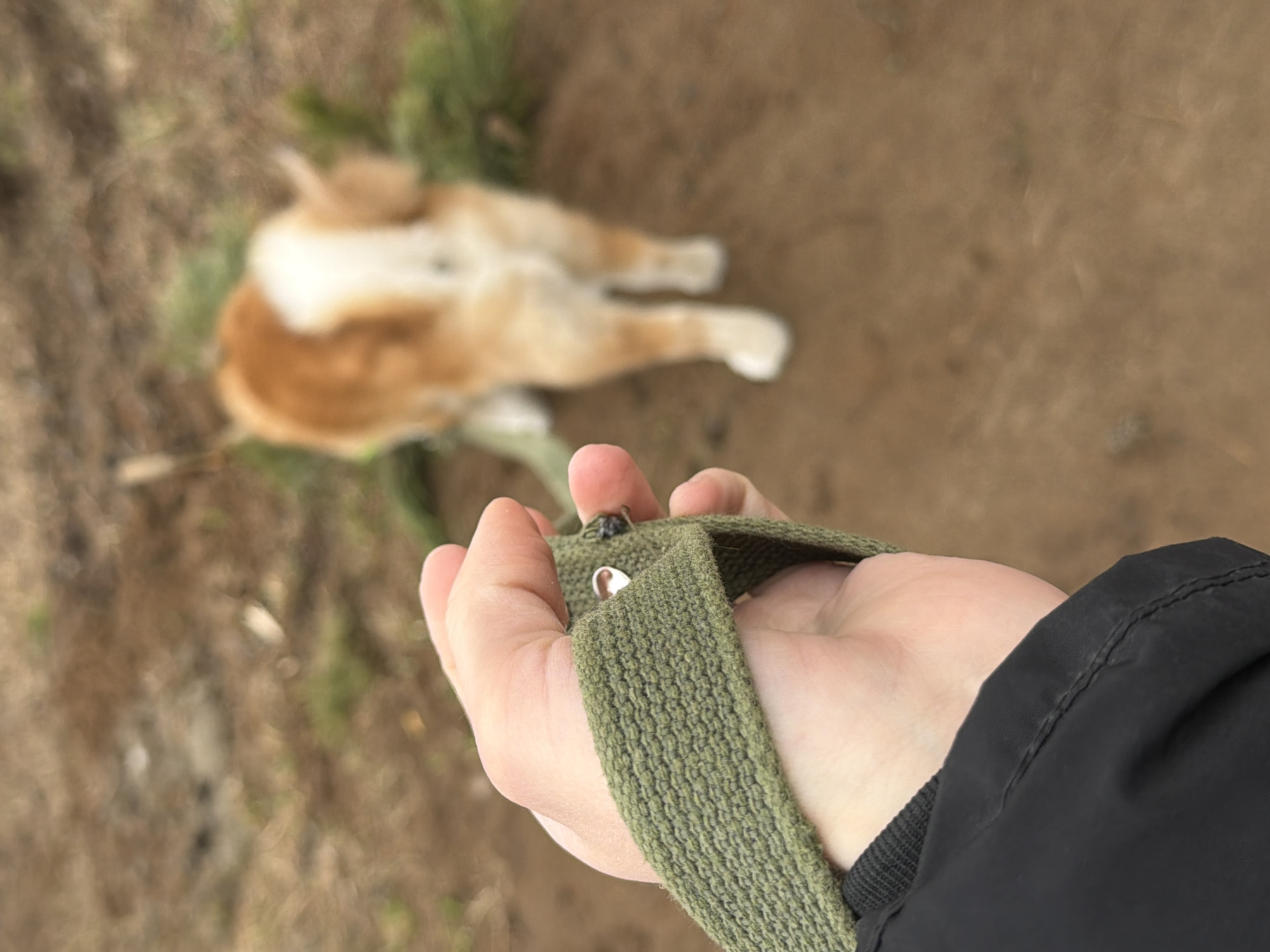A hand grips a green woven strap. In the blurry background, an orange and white cat lies on the ground near some grass. The ground appears to be dirt and debris. The image was taken in Chaikovsky, Russia.