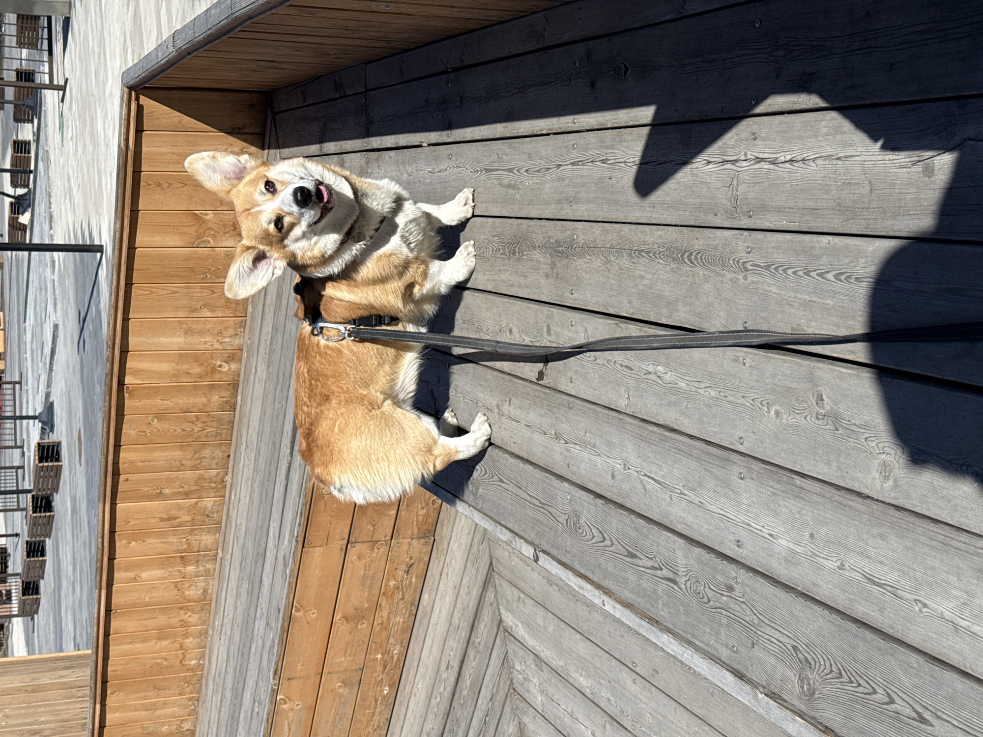 A medium, high-angle shot depicts a corgi dog with a harness and leash on a wooden deck in Borzya, Russia. The dog is positioned in the upper-left quadrant of the frame. The decking is made of both brown and gray wood. The leash extends to the right side of the frame, casting a shadow on the gray wooden planks. A building is visible in the background on the far left. The corgi is looking up and to the left.