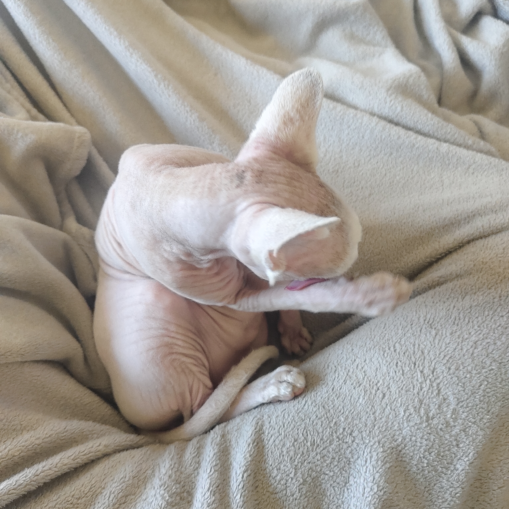 An adult hairless cat is grooming itself on a soft, light-colored blanket. The cat is curled up, with its head bent down towards its front paw, which it is licking. The blanket has wrinkles and folds, indicating it is a soft, plush material. The background is out of focus, but appears to be a continuation of the blanket. There are no people or other animals visible in the image. The scene is indoors. The location of Berezhki, Russia is not indicated or inferable from the image.