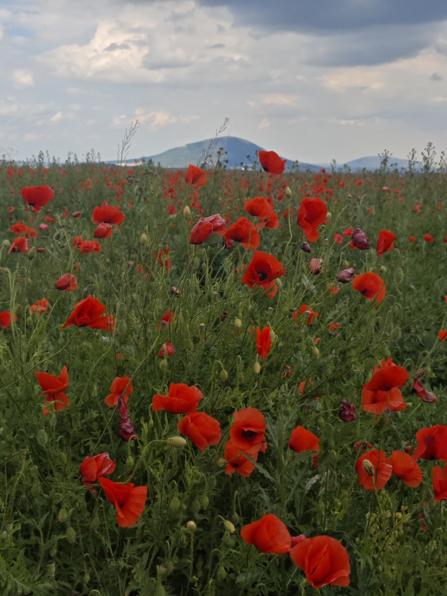 A field of vibrant red poppies stretches towards a distant hazy mountain range under a dramatic, cloud-filled sky. The foreground is dominated by numerous blooming poppies, their delicate petals a striking contrast to the lush green foliage. Some poppies are fully open, showcasing their dark centers, while others are still in bud. The field appears to be located in a rural area, potentially on the outskirts of Yutsa, Russia, given the presence of rolling hills and open landscapes. No people or structures are visible in the scene, emphasizing the natural beauty of the poppy field. The overall impression is one of serene natural splendor, bathed in the soft light of an overcast day.