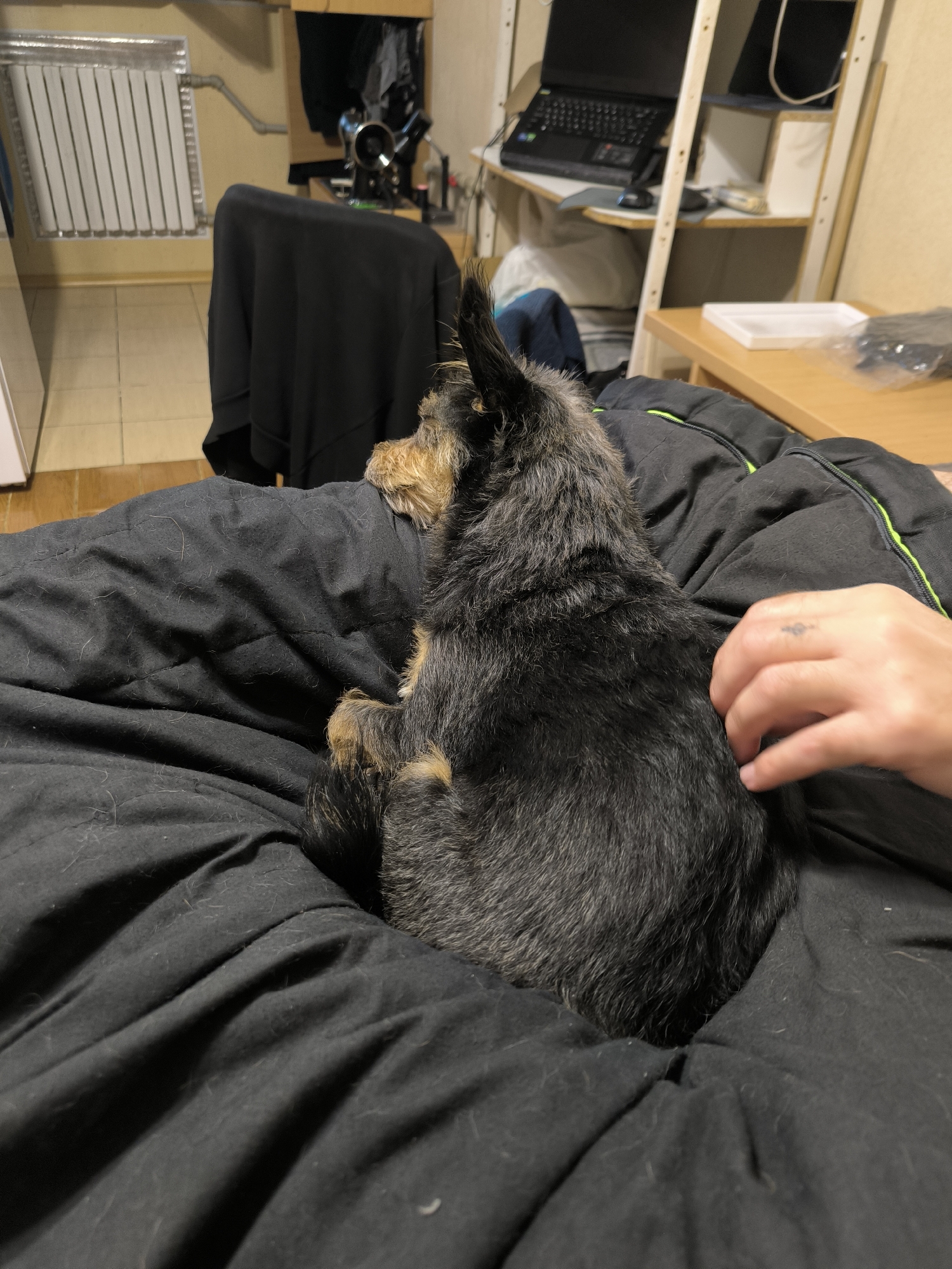 The image shows a small, black and tan dog lying on a black fabric surface, which appears to be a blanket or jacket covered in pet hair. The dog is viewed from behind, facing to the left. A person's hand with a small tattoo on the index finger is gently stroking the dog's fur. In the background, a white radiator is visible on a yellow wall, and shelves with various items, including a laptop, are present. This scene is indoors, likely in a residential setting.