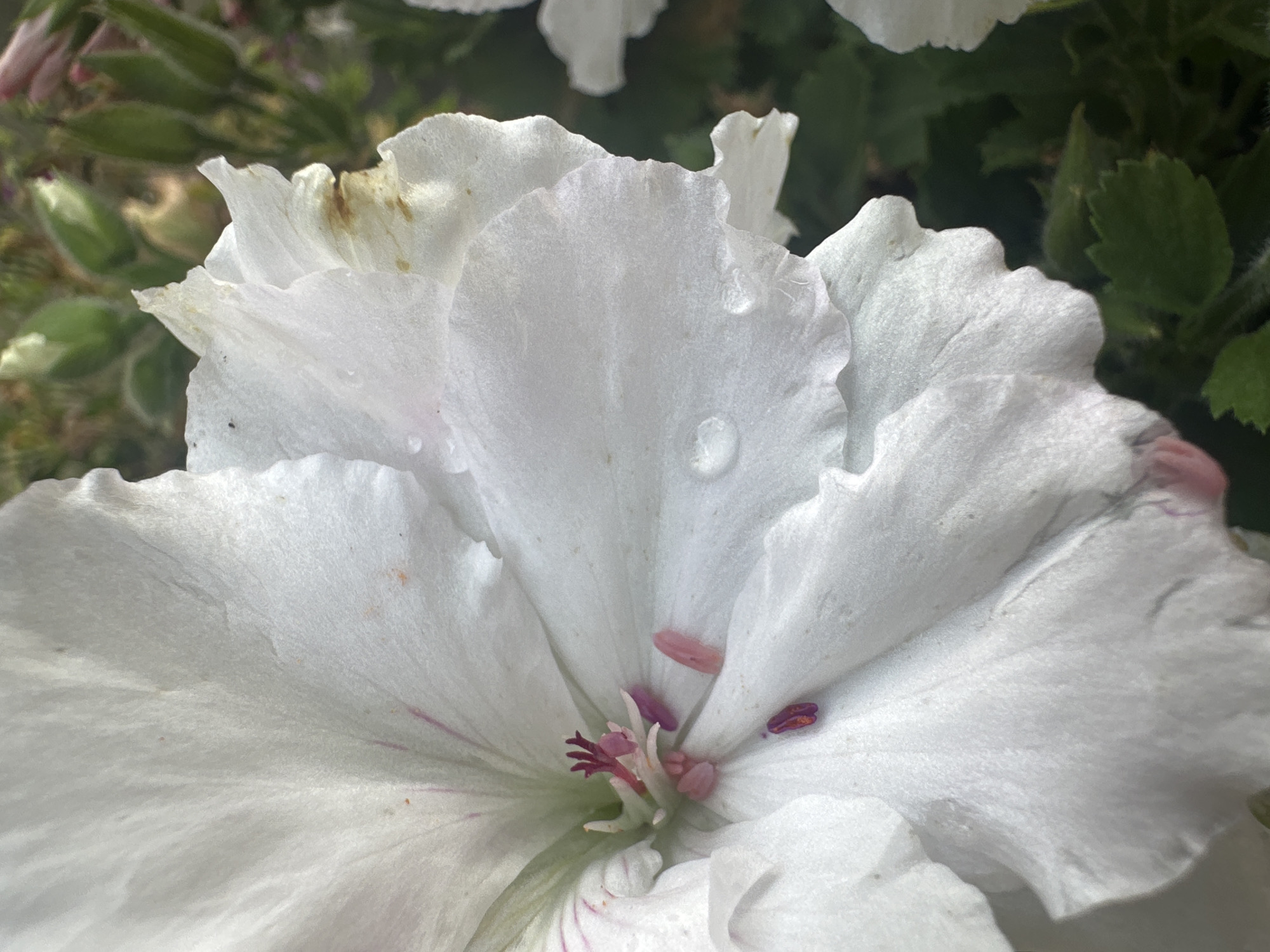 This media file is a close-up, horizontal shot of a white flower, likely a geranium, with delicate, ruffled petals. The flower is predominantly white, with subtle pink veins radiating from the center. Some petals show slight browning at the edges, suggesting age or minor damage. A few small water droplets are visible on the surface of the petals, indicating recent rain or dew. The center of the flower features a cluster of stamens with pink anthers and a dark pink pistil. The background is softly blurred, with green foliage and hints of other flowers, creating a shallow depth of field that emphasizes the main subject. The overall lighting suggests it could be daytime, possibly overcast due to the soft, diffused light. There is no visible text in the image. The location context is Łódź, Poland.