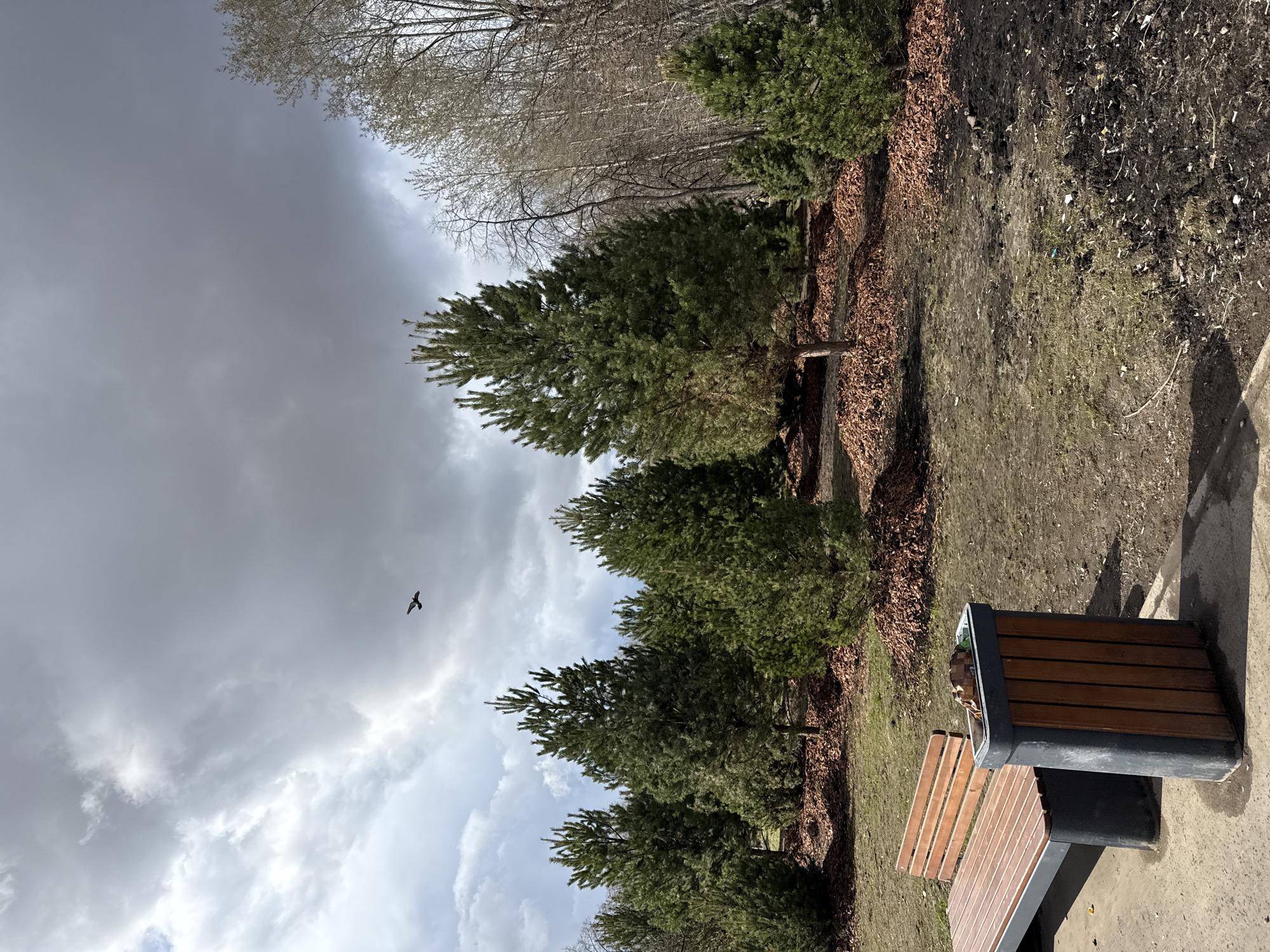 The scene depicts an overcast day in a Moscow park. A row of evergreen trees borders a grassy area covered in leaves and litter. A wooden bench sits next to a trash receptacle on a concrete pathway. A bird is flying in the cloudy sky. Deciduous trees with bare branches are visible in the background.