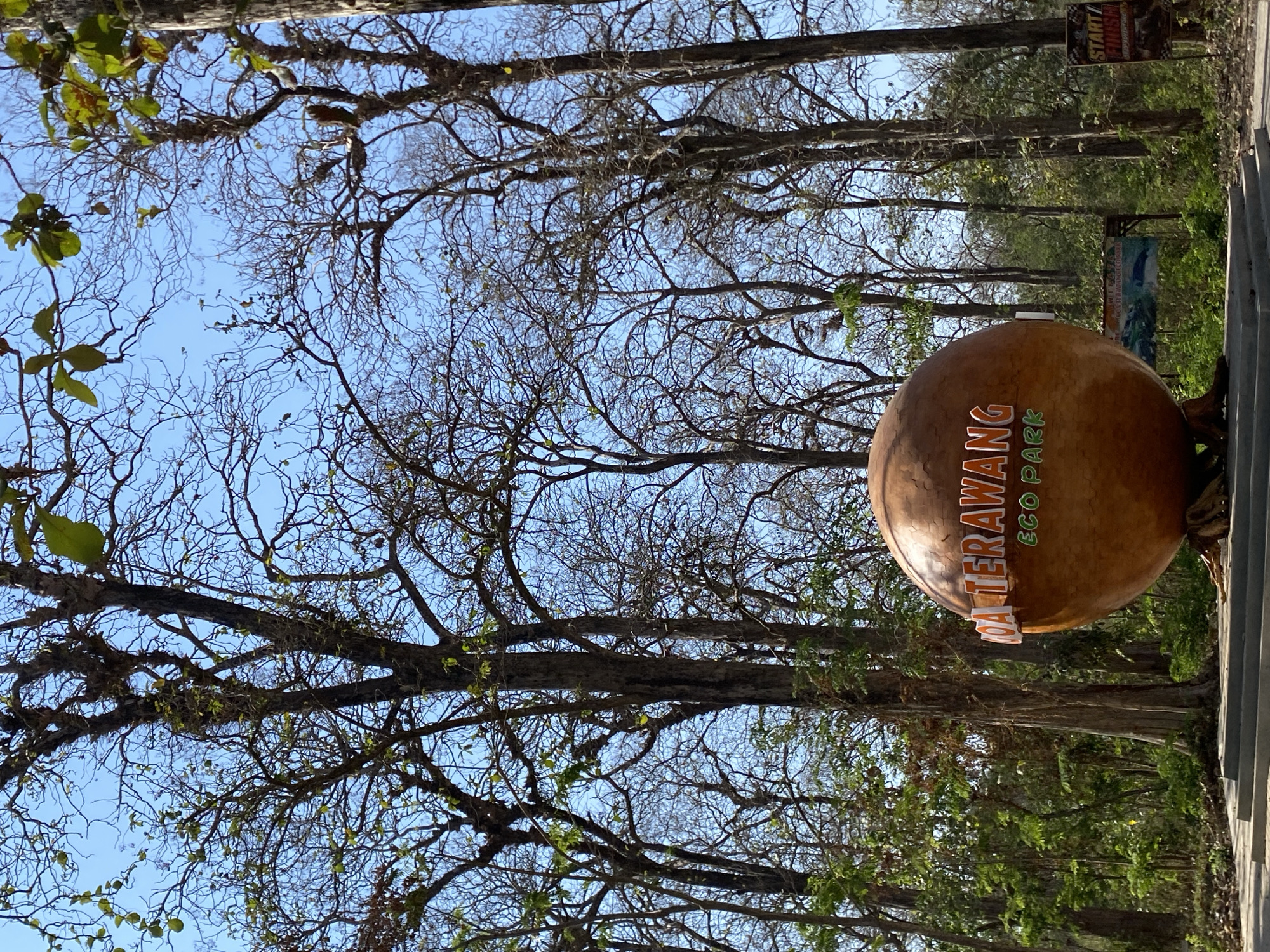 An eye-level, vertical outdoor medium shot shows a large, copper-colored sphere with the words "KOA TERAWANG ECO PARK" written in white and green lettering across its surface. The sphere is on a stone base, and behind it, a dense forest of tall, bare trees with thin branches stretches towards a clear blue sky. The trees are interspersed with some greenery, and on the right side of the image, a brown and white sign with "START/FINISH" written in red is visible. The scene is brightly lit by the sun, casting subtle shadows on the ground.