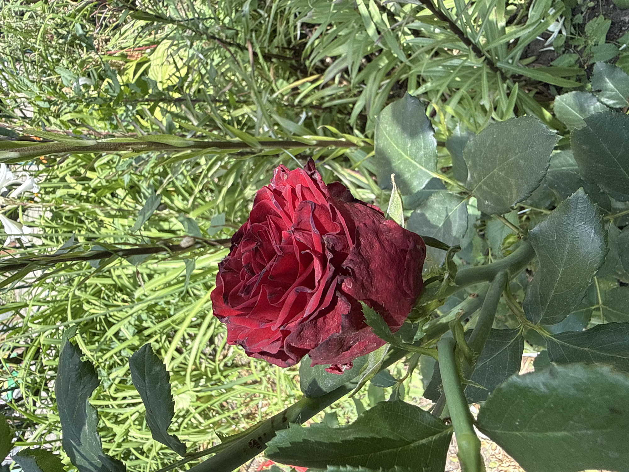 In an outdoor garden setting, a deep red rose is in full bloom, its petals tightly furled in the center and slightly unfurled towards the edges. The rose is positioned to the left of the frame, with its stem and green leaves clearly visible. The background is filled with lush green foliage and tall, slender plants, suggesting a vibrant, natural environment. The lighting indicates it is daytime, with sunlight casting shadows and highlighting the textures of the leaves and petals. The scene appears to be in Bereznehuvate, Ukraine, based on the provided information.