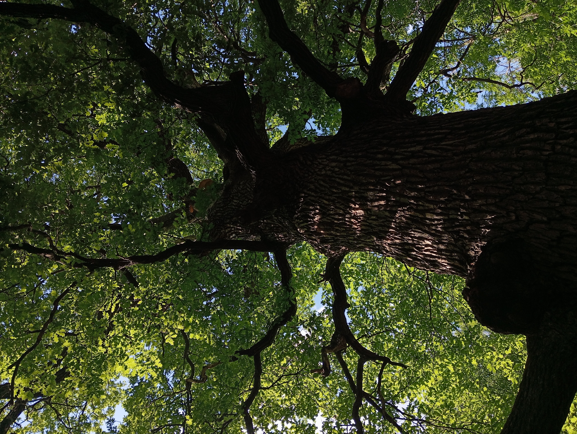 An upward-facing, low-angle medium shot captures the trunk and branches of a large, mature oak tree against a bright sky. The tree's rough, dark bark is textured and deeply grooved, with sunlight casting shadows across its surface, highlighting its ruggedness. Large, sturdy branches extend outwards, some disappearing into the dense canopy of vibrant green leaves. The leaves are illuminated by the sun, creating a dappled effect and revealing the blue sky peeking through in various spots. The overall impression is one of natural grandeur and a sense of being enveloped by the tree's extensive reach.