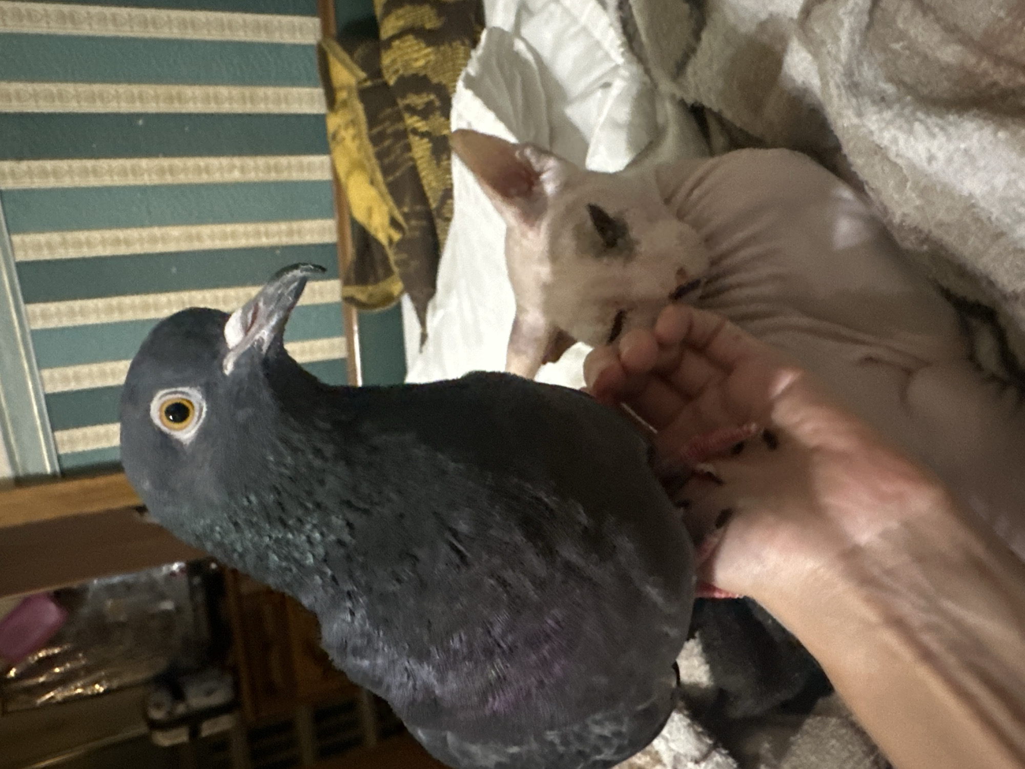 A pigeon is perched on a person's hand, with its head turned to face the camera. The pigeon has dark gray feathers and a bright orange eye. To the right of the pigeon, a light pink Sphynx cat is lying down with its eyes closed. The cat has wrinkled skin and large ears. The scene appears to be indoors, with a bed and a wall with striped wallpaper in the background. The image does not provide any information about the city of Togliatti, Russia.