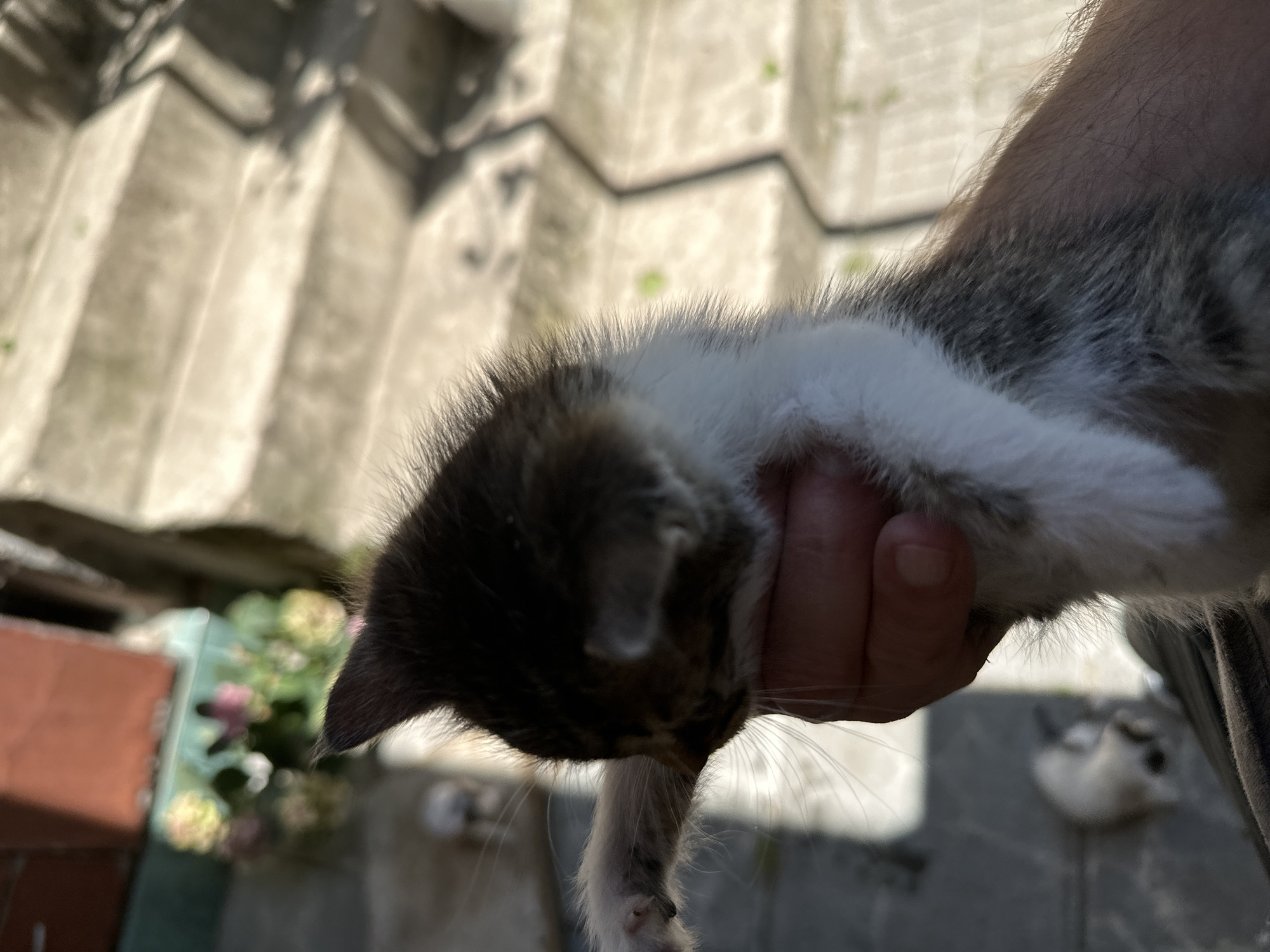The image depicts a person holding a small kitten. The kitten is primarily white with patches of dark fur. The person's hand is visible holding the kitten's body. The background is blurry but appears to be an outdoor setting. The location is Mrachenik, Bulgaria.