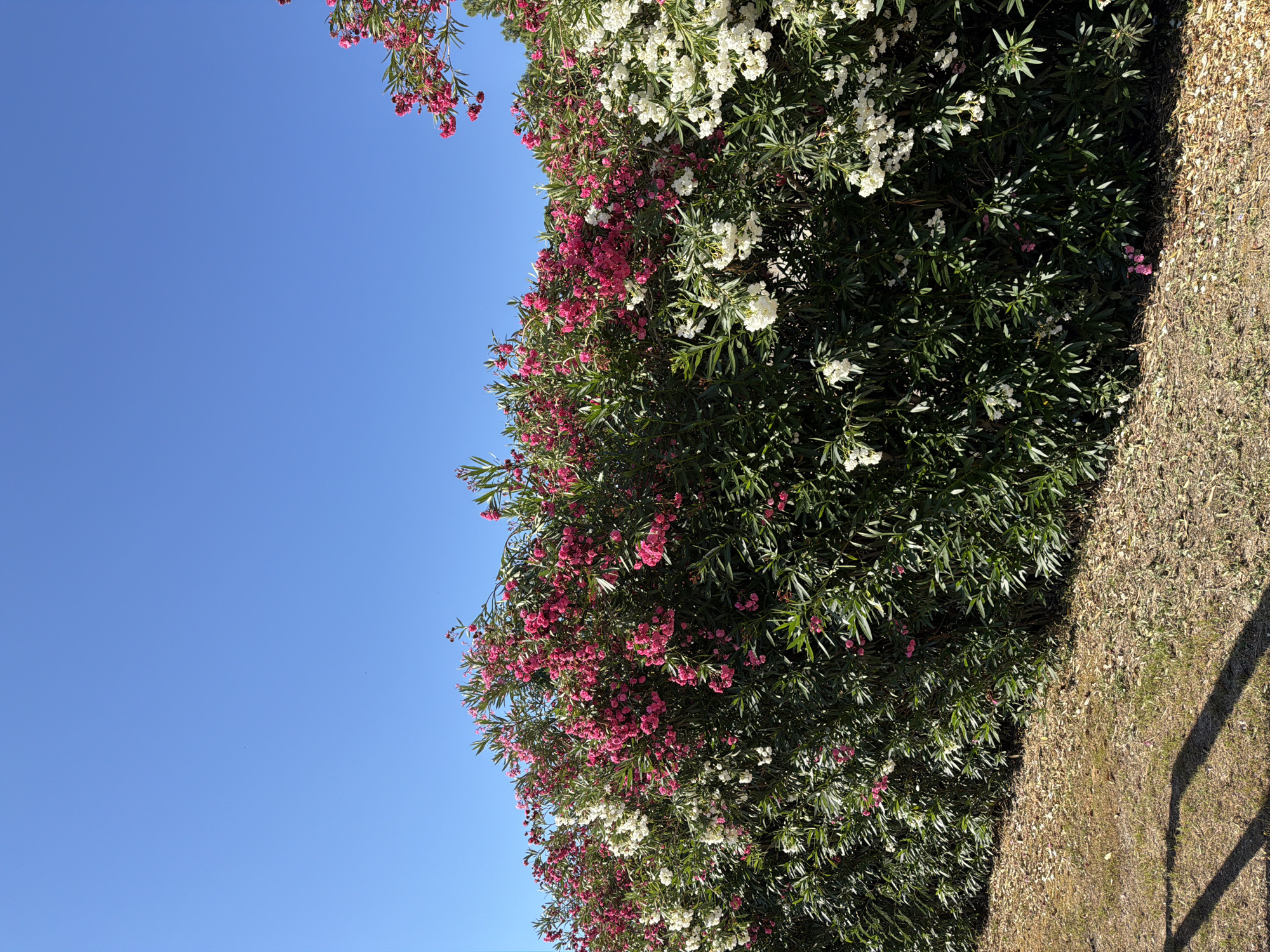 A hedge of oleander bushes with white and pink flowers is in full bloom against a clear blue sky. The hedge is dense and green, with the flowers clustered on top, creating a vibrant contrast. The ground in front of the hedge is covered with dry leaves and some sparse grass, with a shadow of a fence cast across it. The image appears to be taken outdoors in a sunny environment.