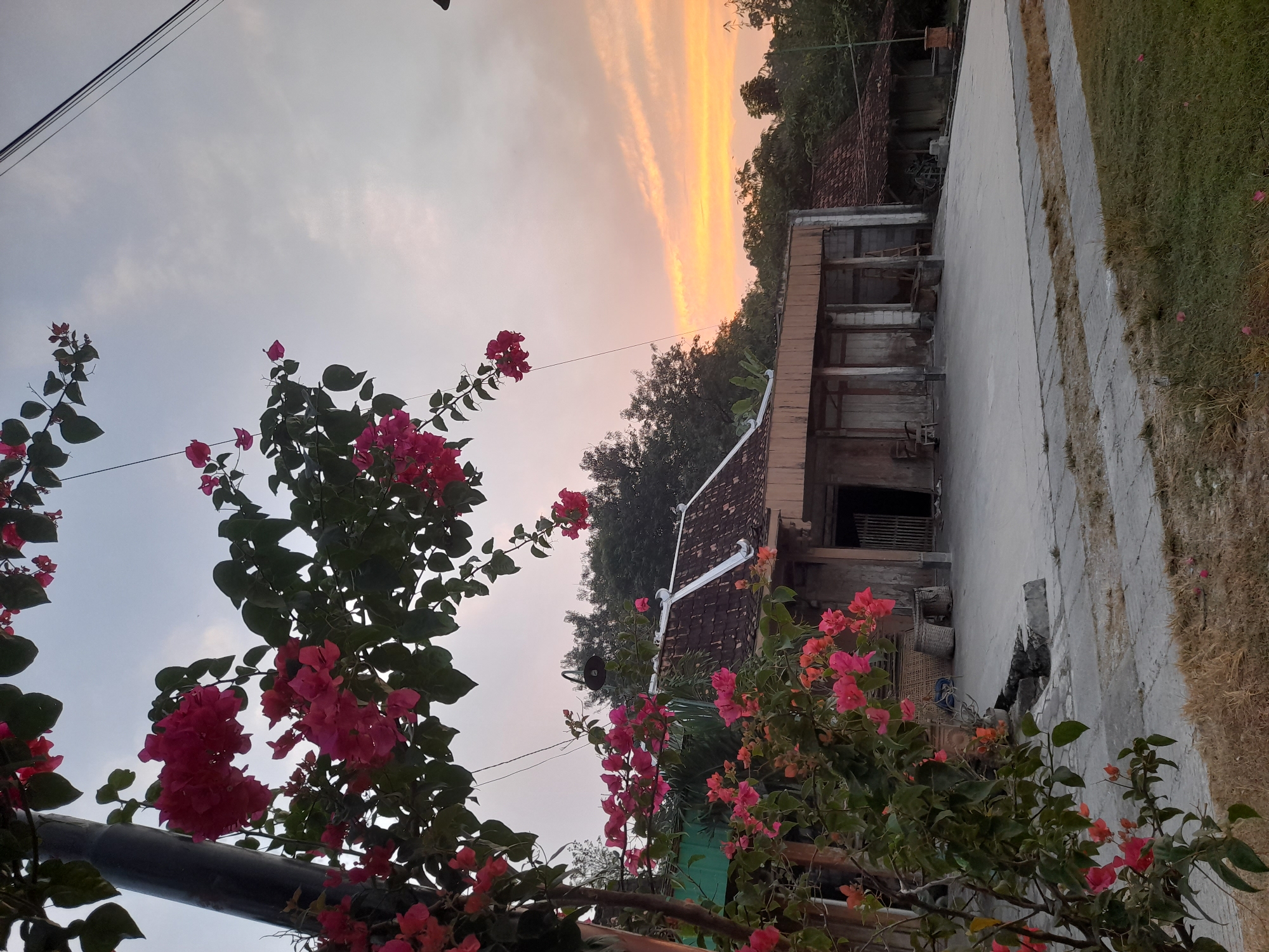 The image depicts a serene sunset scene in Pulokulon, Indonesia, focusing on the exterior of a traditional Indonesian house. In the foreground, vibrant pink and red bougainvillea flowers cascade from branches, framing the view of the property. A dark, vertical pole, possibly a lamppost, stands to the left, partially obscured by the blooming flowers.
The house itself features a tiled roof with a distinctive white trim. Its facade is characterized by wooden beams and panels, with open doorways suggesting a rustic, possibly uninhabited or infrequently used, structure. Various woven baskets are visible near the entrance, hinting at domestic or agricultural use. A single chair sits outside one of the doorways. The ground in front of the house is a concrete patio, surrounded by patches of dry grass and vegetation.
In the background, lush green trees form a dense canopy, providing a natural backdrop. The sky above is a canvas of soft, warm colors, with hues of orange, pink, and yellow indicating the setting sun. A thin, black wire stretches diagonally across the upper right portion of the frame, suggesting the presence of overhead electrical lines. The overall atmosphere is one of tranquility and rural charm, captured during the golden hour.