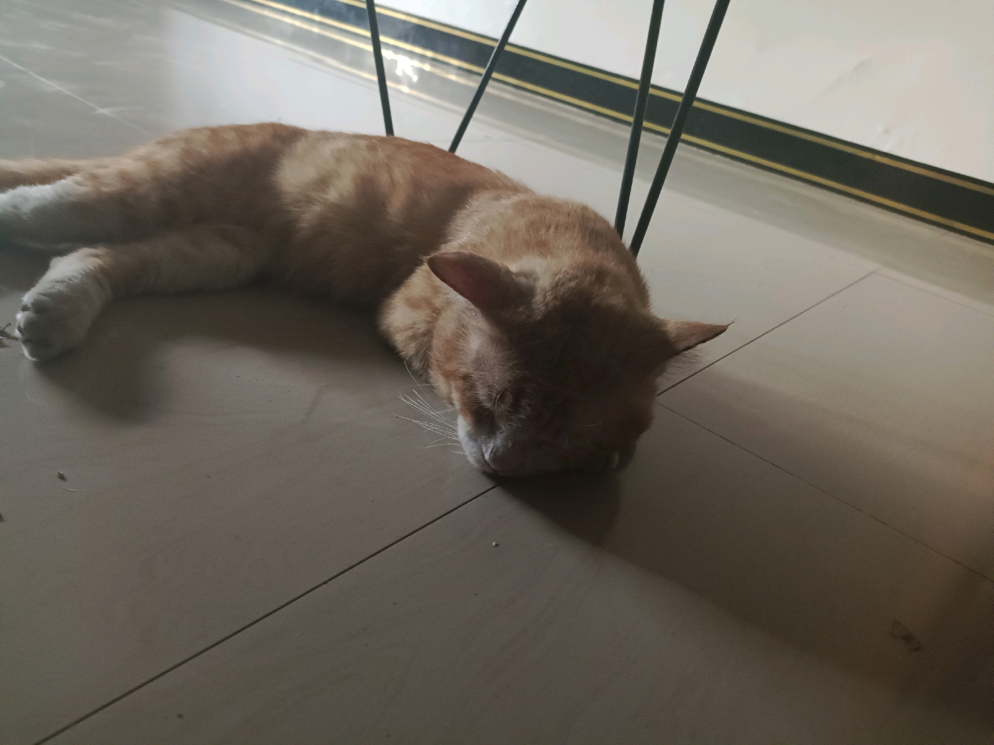 An orange and white tabby cat is sleeping on a beige tiled floor. The cat is lying on its side with its head resting on the floor. The cat's eyes are closed, and its body is relaxed. The floor tiles are arranged in a grid pattern, and there are thin black lines along the wall in the background. Several thin, black metal legs from a piece of furniture are visible above and to the right of the cat. The lighting in the scene is dim, casting shadows on the floor. The overall impression is one of a peaceful, domestic setting in Rancang Kencono, Indonesia.
