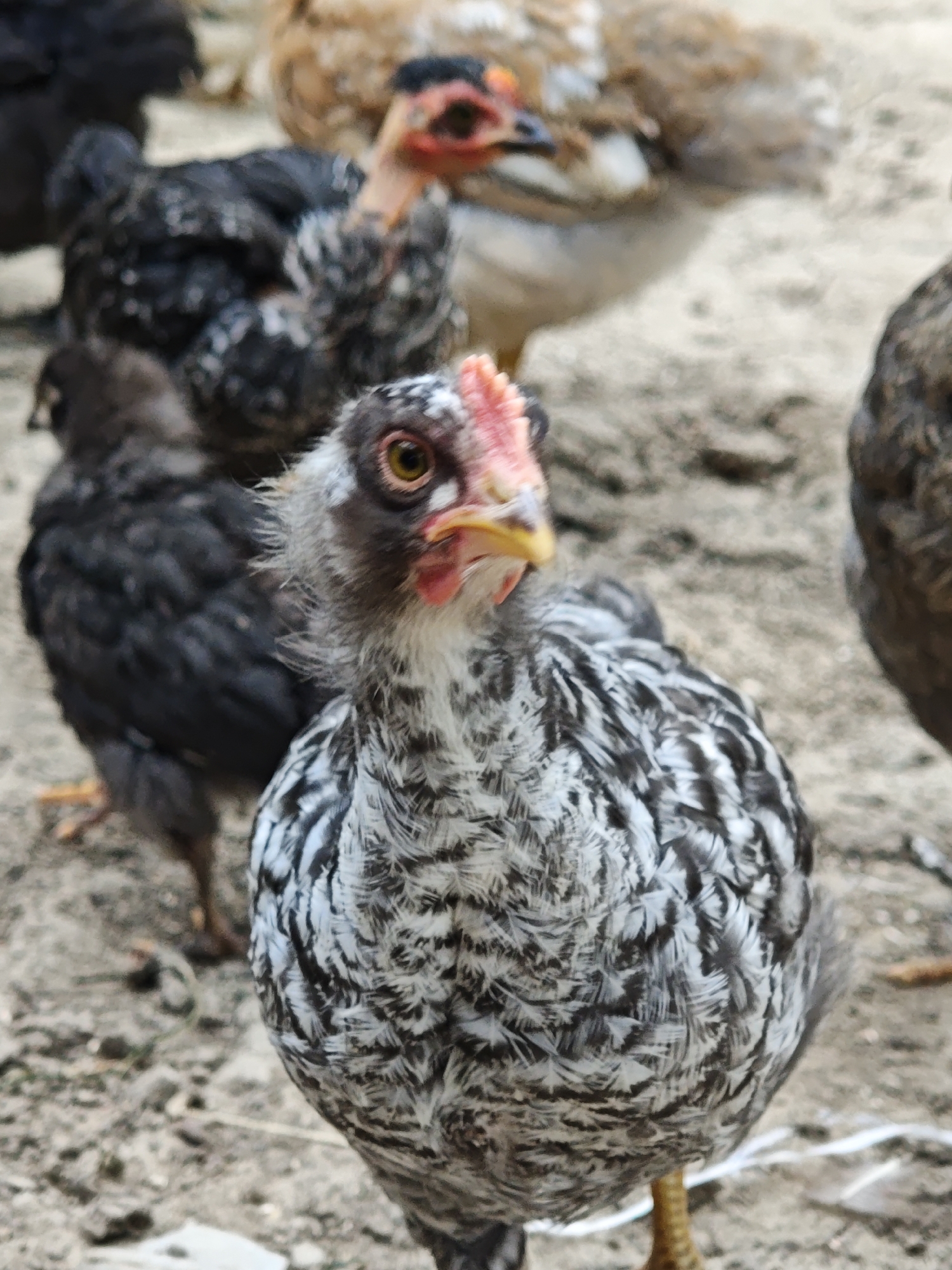 In this close-up, shallow depth-of-field shot, a young barred rock chicken stands in focus in the foreground. Its distinctive black and white patterned feathers are clearly visible, along with its bright yellow eye and small red comb. Behind it, other chickens are out of focus. To the left, a black chicken with some white speckling is visible, and further back, a tan and brown chicken is mostly obscured. To the right, another chicken's dark, feathered body is a blurry shape. The ground appears to be dirt or sand, with a few scattered pebbles and a bit of white string or plastic. The lighting suggests it is daytime, likely outdoors. The image captures a simple, rural scene, likely in a farmyard or backyard setting. There is no visible text in the image.