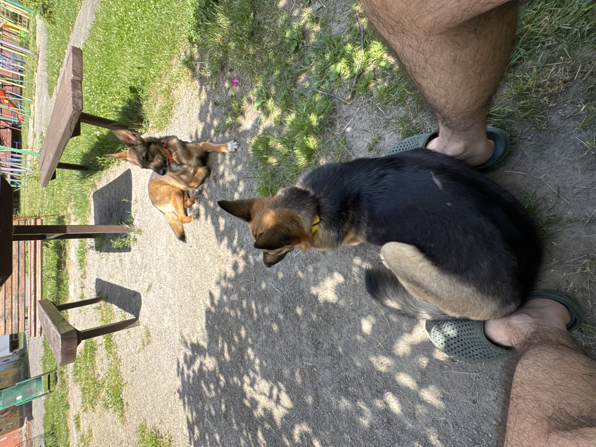 The image depicts a scene at a park in Bila Tserkva, Ukraine. In the foreground, a person's legs and feet, clad in green Crocs, are visible. A large German Shepherd dog is lying down, with its hindquarters resting on the person's feet. Another dog, smaller and lighter in color, is lying on the ground in the middle ground, facing away from the camera. The dogs appear to be relaxed and in a resting pose.
Behind the dogs, there is a picnic table with wooden benches. The ground is a mixture of gravel and dirt, with patches of green grass visible. In the background, there are playground structures and some buildings, suggesting an urban park setting. The lighting indicates it is daytime, with sunlight casting shadows from the trees onto the ground. The overall environment suggests a casual outdoor gathering.