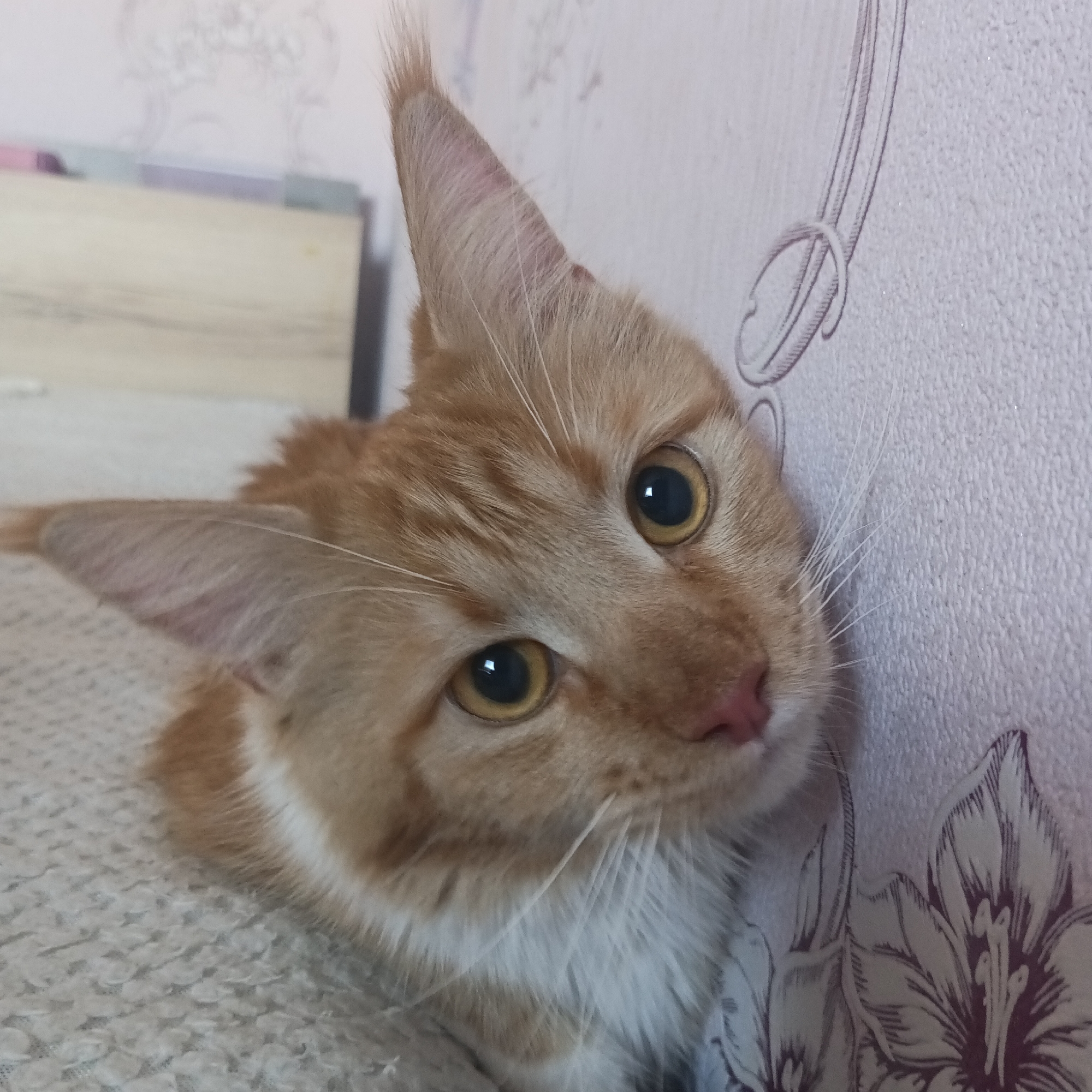 A close-up, eye-level shot features an orange tabby cat indoors, looking directly at the viewer with a curious and alert expression. The cat's face is slightly tilted, showcasing its large, round golden-amber eyes with dilated pupils, a pink nose, and long white whiskers. Its prominent ears have tufts of fur at the tips, and the skin inside one ear appears reddish. Patches of white fur are visible on its chest and around its muzzle. On the cat's neck or shoulder area, beneath the fur, a reddish patch of skin is also noticeable.
The cat is positioned against a light-colored wall featuring a subtle, repeating patterned wallpaper with floral or ornate designs in a slightly darker shade. To the left of the cat, a light-colored, textured blanket or rug is visible, and a blurred wooden surface, possibly part of a bed frame or furniture, can be seen in the background. The indoor lighting suggests it is daytime. There is no visible text in the image.