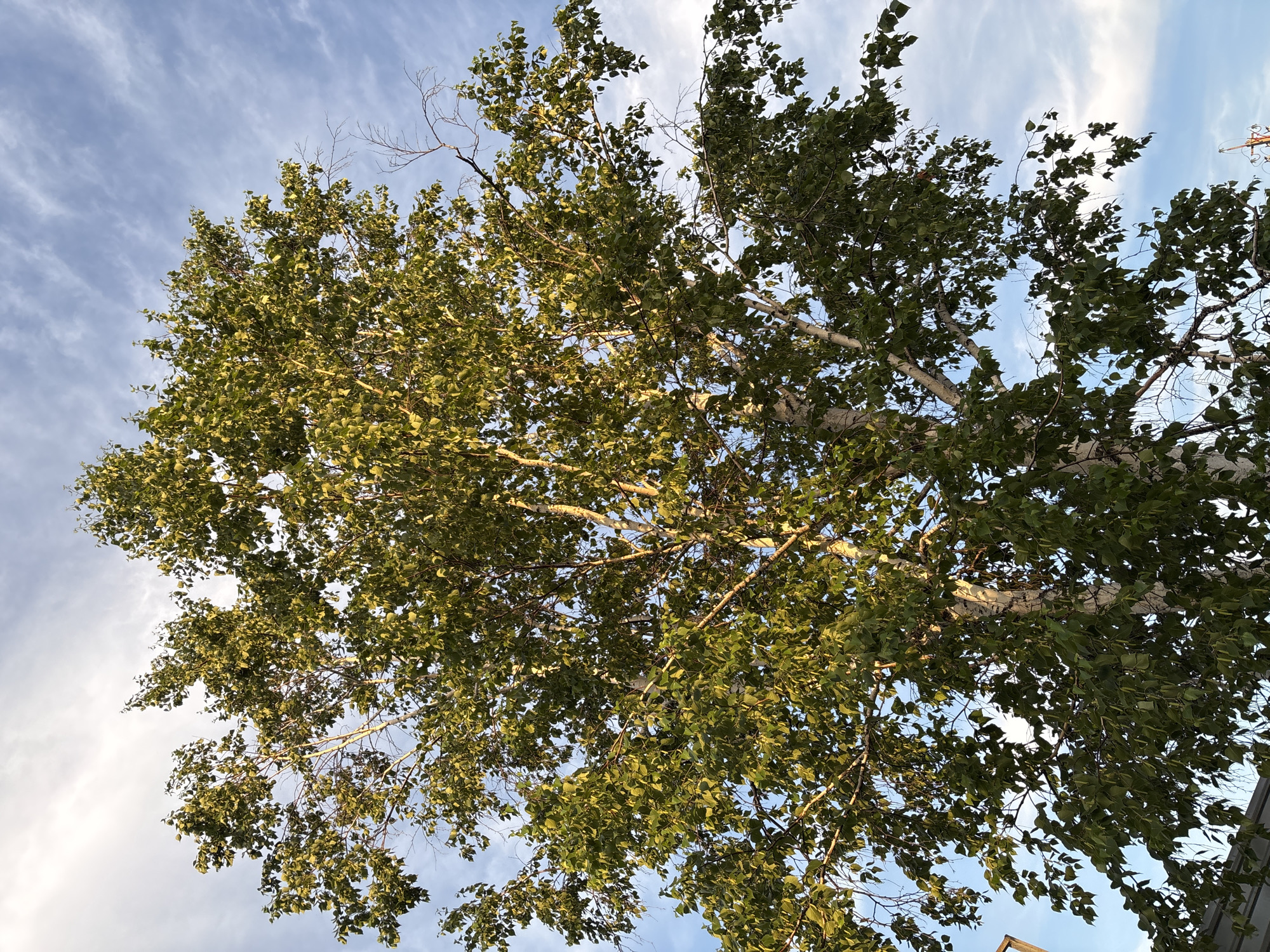 A full, low-angle shot shows a large birch tree with light-colored bark and green leaves against a blue sky with wispy clouds. The tree's branches spread outwards, with sunlight illuminating some of the leaves and bark. The lower left corner of the image shows a portion of a gray, corrugated metal roof structure, and on the right edge, a blurry orange structure is visible. The scene appears to be outdoors, in a city location, possibly Chigiri, Russia, given the context.