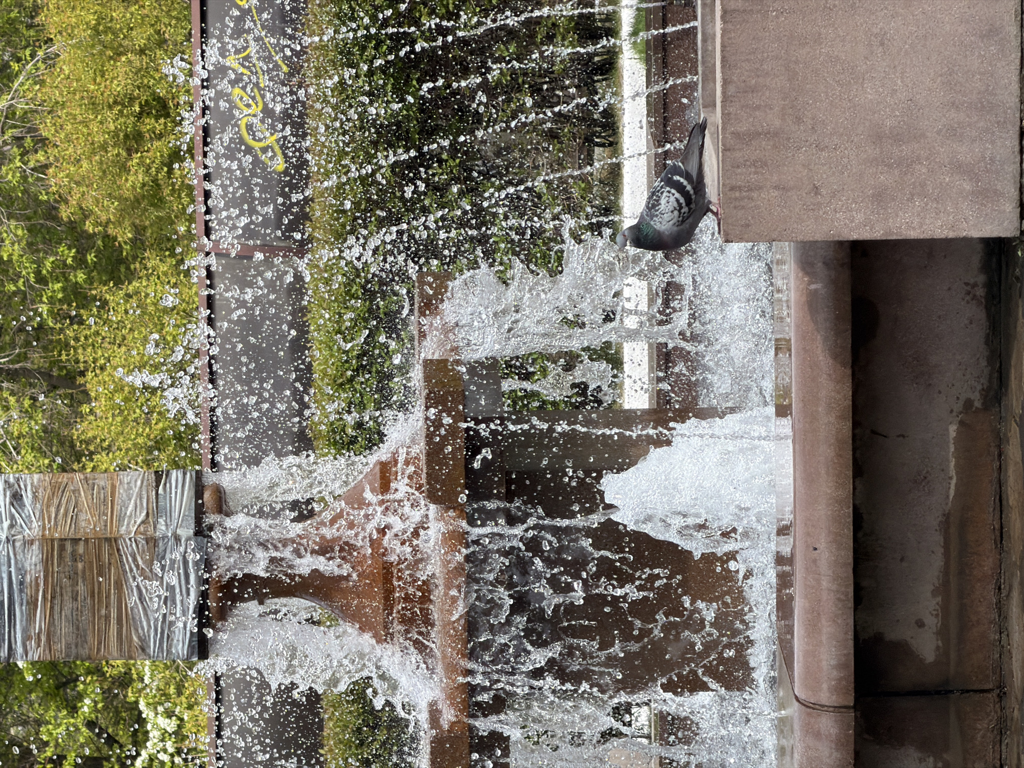 Here is a detailed description of the image:
The image features a water fountain, with water cascading down multiple levels. A pigeon is perched on the edge of one of the fountain's structures, appearing to drink or interact with the water. The fountain is surrounded by greenery, including trees and bushes. The architecture of the fountain appears to be concrete with brown piping. The image is rotated 90 degrees clockwise. The location is near the Krasnoyarsk Philharmonic Hall, Krasnoyarsk, Russia.
