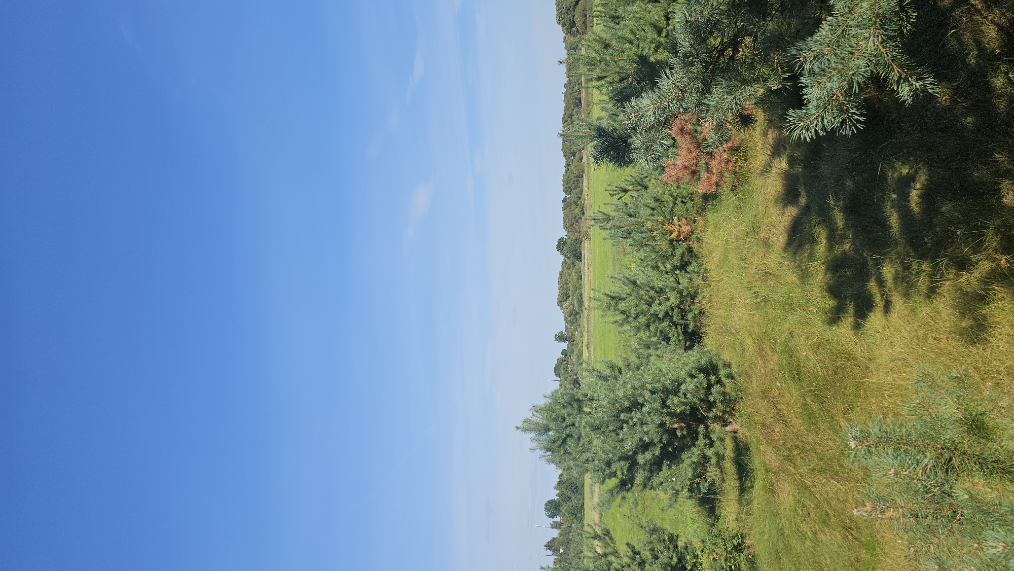 The image depicts a sunlit, outdoor scene in Дукорскі сельскі Савет, Belarus. The foreground is dominated by a cluster of young pine trees and tall, dry grass. In the middle ground, more pine trees of varying sizes are visible, some appearing healthy green and others showing reddish-brown discoloration, suggesting drought stress or natural shedding. Beyond the trees, a vast, open field of vibrant green grass stretches towards a treeline in the distance. The sky above is a clear, brilliant blue with a few wispy clouds. The overall impression is one of a rural, open landscape on a bright, clear day, possibly a plantation or a park area. There are no people or animals visible in the image.