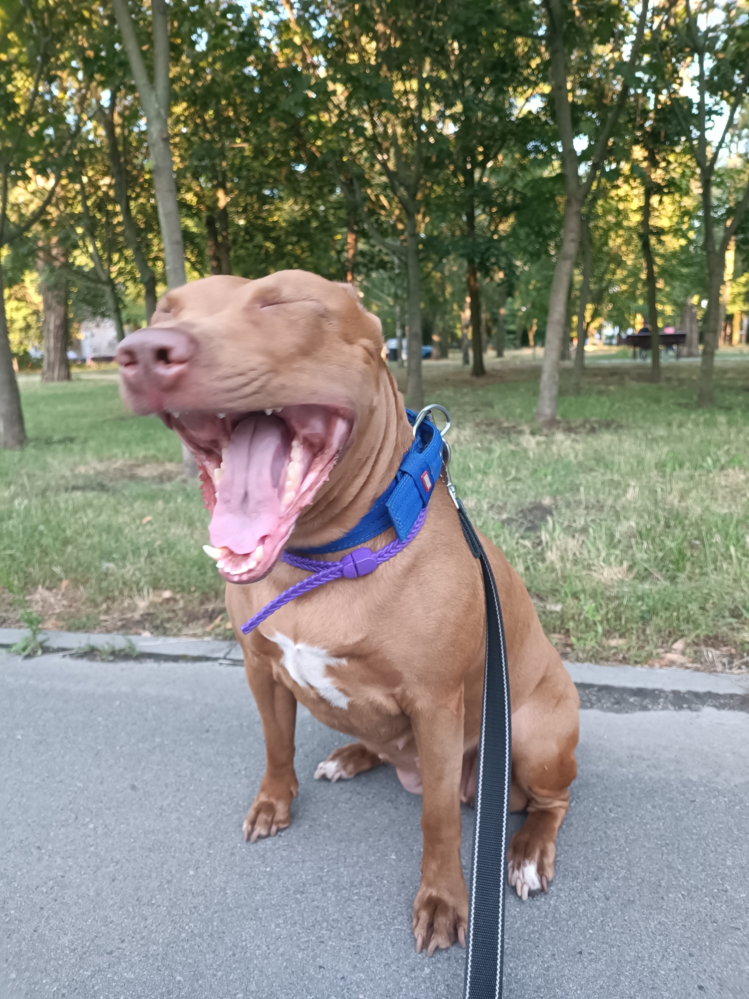 A medium shot, taken at eye level, captures a tan-colored pit bull dog sitting on a paved path in what appears to be a park in Zaporizhzhia, Ukraine. The dog is mid-yawn, with its mouth wide open, revealing its tongue and teeth. It wears a blue collar with a leash attached. The background consists of a grassy area with several trees, their leaves illuminated by sunlight, suggesting it is daytime. Some of the trees have visible trunks, and there's a slight blurriness in the background due to the focus on the dog. The ground in the foreground is a grey, asphalt-like surface. The dog's body is mostly visible, with its legs positioned in a sitting posture.