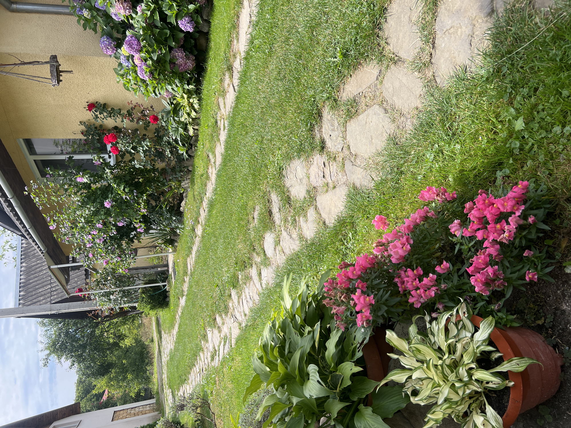The image depicts a stone pathway winding through a grassy yard leading towards a yellow house. The pathway is flanked by lush green grass and various flowering plants, including pink snapdragons and a variegated hosta in a brown pot. To the right of the path, near the house, are climbing roses with red blooms and large clusters of purple hydrangeas. The house has a light yellow stucco exterior and a white-framed window. The scene appears to be a residential garden in the city of Yaremche, Ukraine, based on the provided context, with trees and other greenery visible in the background. The sky is partly cloudy. No people are visible in the image.