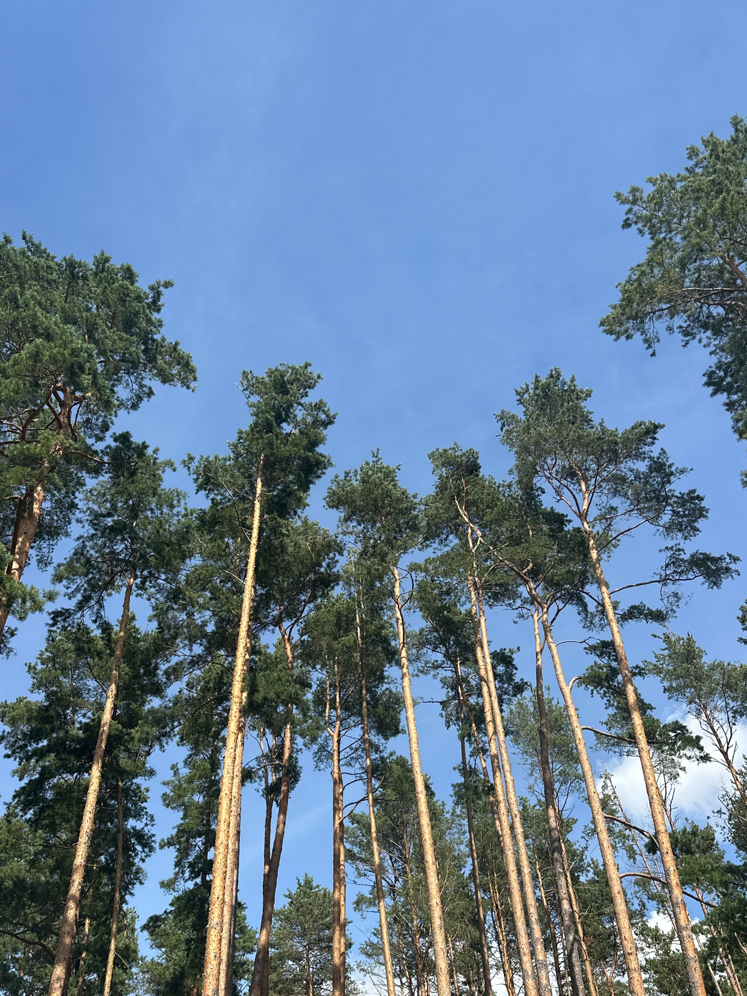 The image depicts a low-angle view of a dense pine forest with a clear blue sky overhead. The tall, slender trunks of numerous pine trees dominate the frame, extending upwards and out of view. Their green needles form a canopy that partially obscures the sky, creating a natural, woodland setting. The sun is illuminating the scene from above, casting a warm light on the bark of the trees. The image was taken in the Мядзельскі сельскі Савет, Belarus.