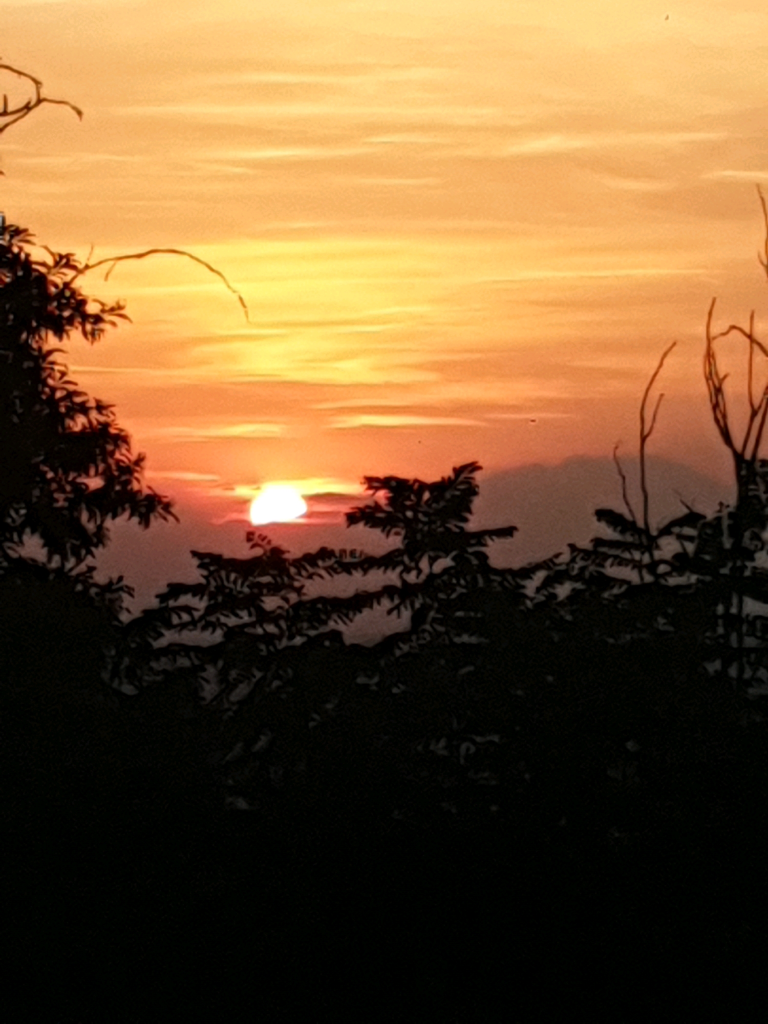 The image captures a sunset over Sirtori, Italy. Silhouetted trees frame a vibrant sky filled with hues of orange and yellow. The sun, a bright disc, is partially obscured by a distant hill and the dark foliage of trees in the foreground. The sky displays horizontal bands of color, suggesting clouds that are illuminated by the setting sun. The overall scene is one of natural beauty and tranquility at the end of the day.