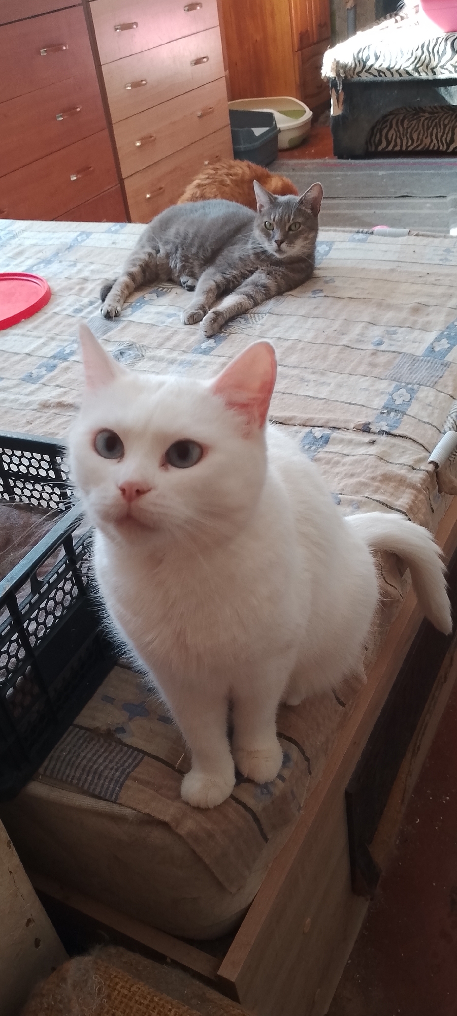 In a room interior, a white cat with blue eyes is positioned in the foreground, facing forward and looking towards the viewer. Behind it, a grey tabby cat lies on its side, looking to the right. In the background, an orange cat is partially visible, with its head down. The cats are on a surface covered with a patterned blanket. To the left of the white cat, a black plastic basket is visible. In the background, there are wooden dressers, a litter box, and a piece of furniture with a tiger-print cushion. The environment appears to be a residential setting. The specific location in Belgorod, Russia cannot be determined from the image alone.