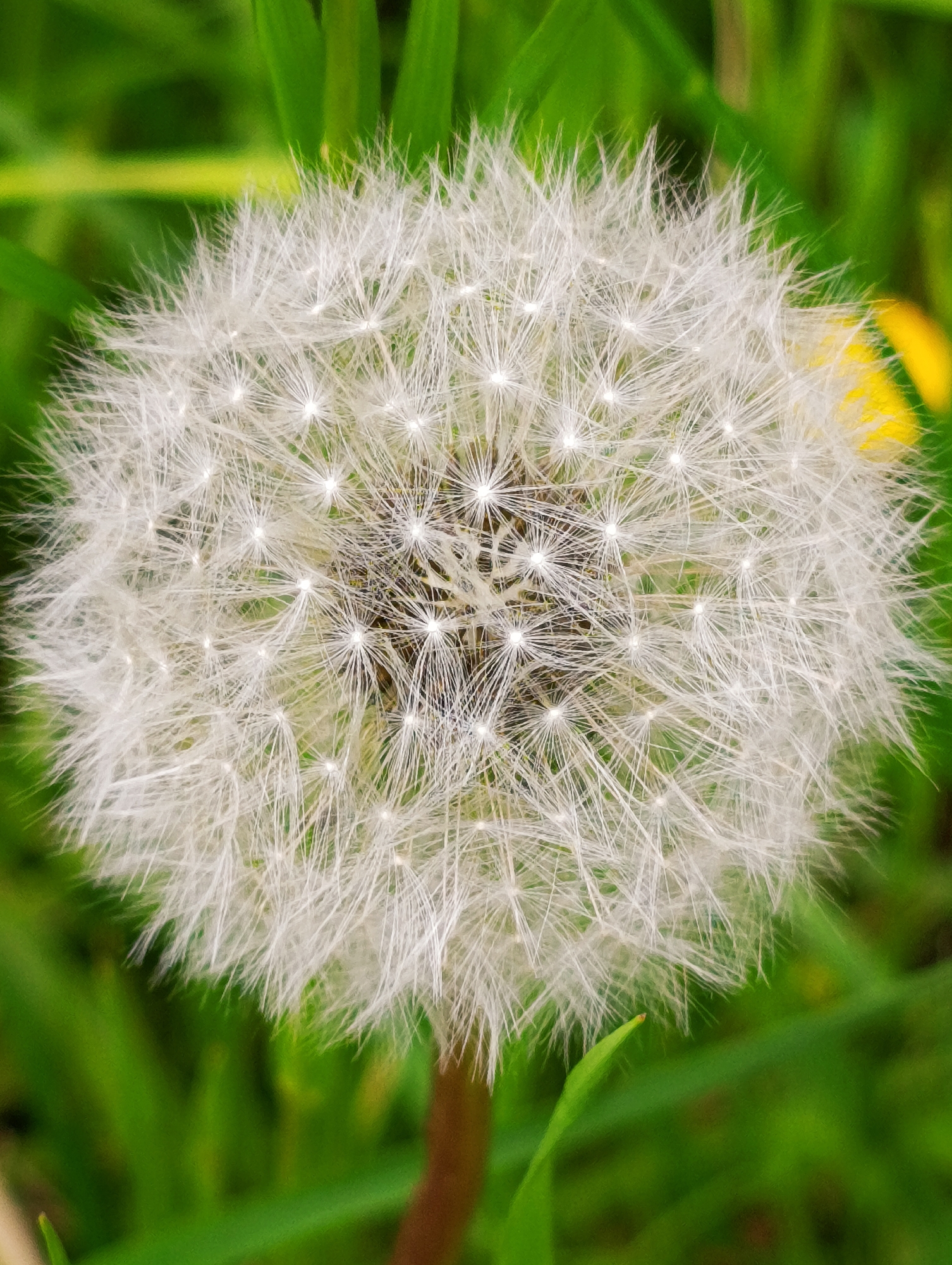 A full seed head dandelion flower against a green grassy background in an unknown location. The dandelion seed head is centered in the frame and is composed of white fluffy seeds that extend outwards. The stem of the dandelion is visible at the bottom of the frame and the background is green with other grass and foliage. A yellow flower is visible in the background.
