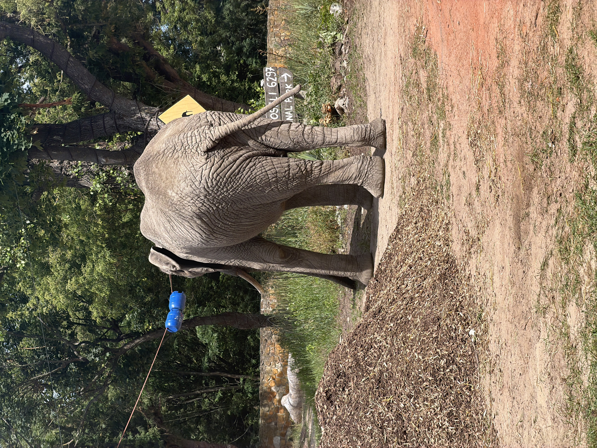 The image shows the rear view of an elephant standing in an outdoor enclosure. The elephant is large and gray with wrinkled skin. Its tail is visible, extending upwards. Behind the elephant, a wooden sign with text and an arrow is planted in the ground. The sign reads "OS LI 6297" and an arrow points to the right. The background consists of trees with green foliage, a dirt path, and a pile of wood chips or mulch. Two blue plastic containers are suspended from a rope, hanging from a tree branch near the elephant. The scene appears to be during the daytime, with sunlight casting shadows. The ground is sandy and dry in some areas, with patches of green grass. The overall setting suggests a zoo or wildlife park enclosure designed to resemble a natural habitat. There are no people visible in the image.