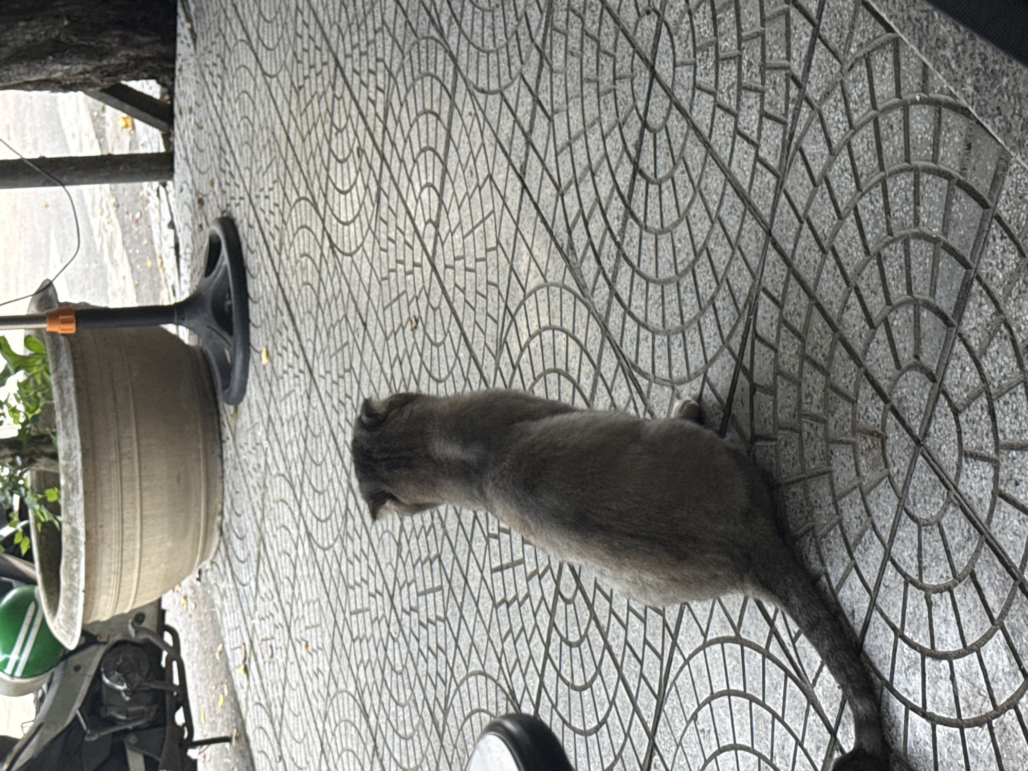 This image captures a serene outdoor scene in Đà Nẵng, Vietnam, from an overhead perspective, slightly rotated. The central subject is a sleek, medium-sized grey cat, possibly a domestic short-haired breed, lying or resting on a patterned sidewalk. The cat's head faces left, and its body extends across the frame towards the right, with its tail visible at the far right. Its fur appears smooth and uniform in color.
The setting is an urban environment, characterized by a light grey concrete or stone pavement adorned with a distinctive, repetitive pattern of interlocking semicircles and grids, creating a decorative, tiled appearance. The lighting suggests daytime, with natural light illuminating the scene and casting subtle shadows.
In the background, on the left side of the frame, several objects are visible. A large, light-colored, round planter or pot containing greenery sits near the pavement edge. Adjacent to the planter is a black stand with an orange clasp, possibly a part of a fan or another device. Below these items, parts of a dark-colored scooter or motorcycle are discernible, including a bright green helmet with white stripes resting on the vehicle. The far upper left corner shows a blurry dark mass, possibly the underside of a tree or an overhang, suggesting some shade. Scattered light brown leaves are visible on the pavement, hinting at a natural element within the urban landscape. There is no visible text in the image.