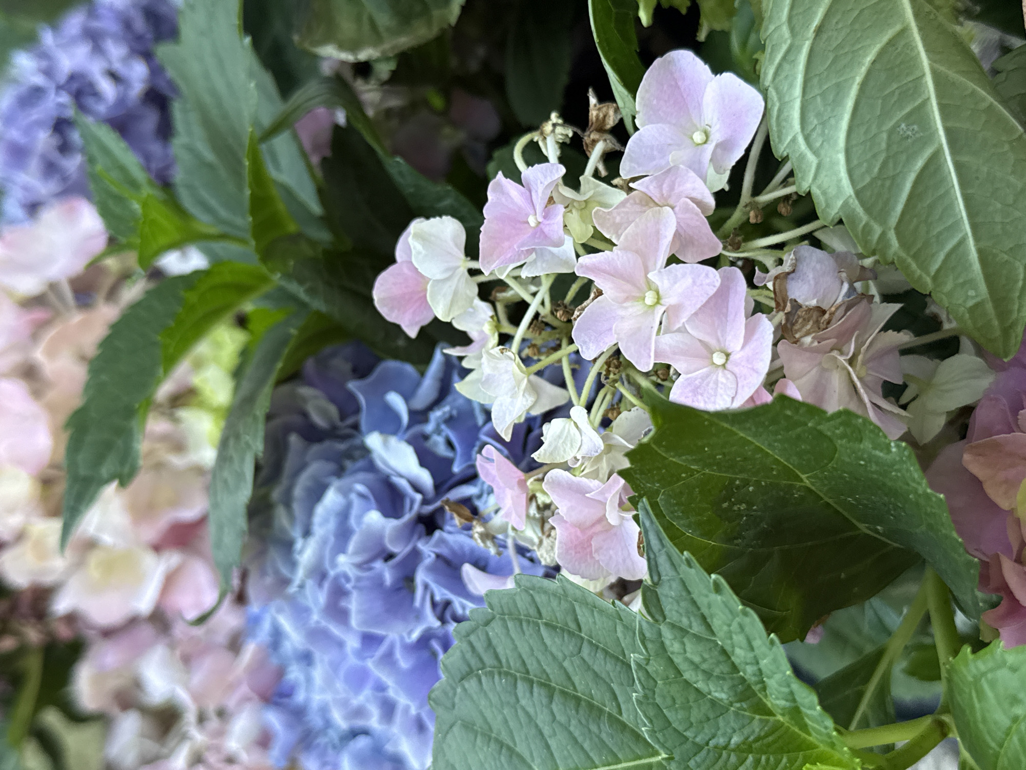 The image depicts a close-up view of hydrangeas in various shades of pink, purple, and blue, interspersed with lush green leaves. The flowers are in bloom and arranged in clusters. The lighting suggests an outdoor setting, possibly a garden or park. There are no people or animals visible in the frame. The overall impression is of a vibrant floral display.
This image does not contain any information about a specific location in the city of Bad Sachsa, Germany.