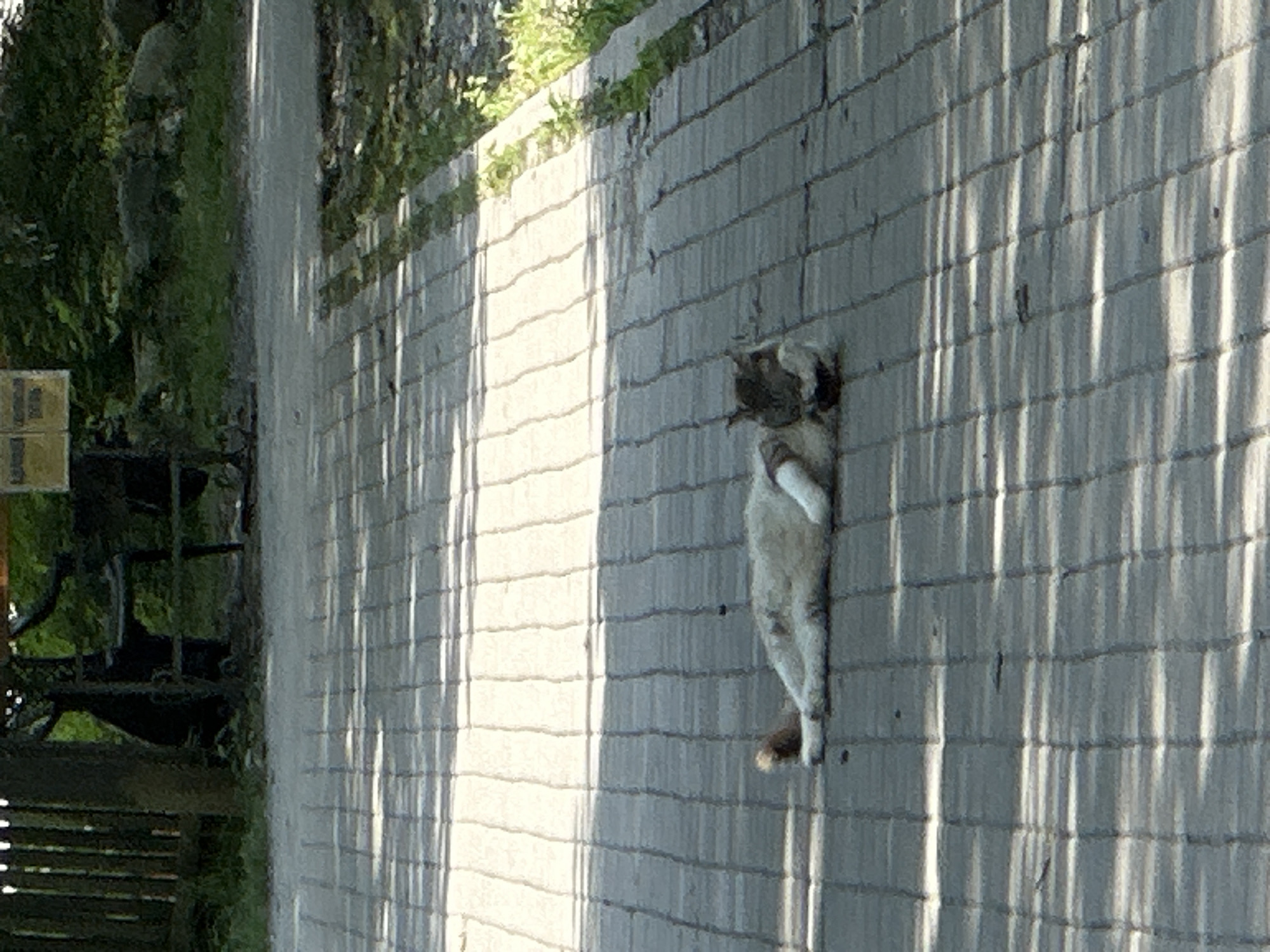 A cat is lying on its back on a paved pathway. The cat is predominantly white with brown markings and a brown tail. Its legs are extended upwards and to the sides. The cat's eyes are not visible. The paved pathway is made of light grey rectangular stones, and it is partially covered in shadows cast by an unseen object, creating a striped pattern of light and dark. To the left of the pathway, there is a dark wooden fence, followed by a grassy area with some trees and bushes. Further to the left, there is a partially visible yellow sign with black text. The scene appears to be outdoors during the day, likely in a rural or park-like setting, given the presence of greenery and the rustic fence. The lighting suggests a sunny day. There are no people visible in the image. The overall impression is of a peaceful, possibly warm, environment.