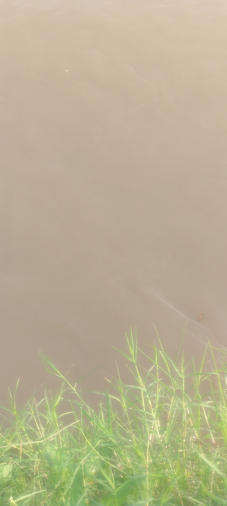This is a vertical, close-up, eye-level shot of the edge of a body of murky brown water, likely a river or pond, with green grass growing along its bank. The water takes up the majority of the frame, with a band of lush green grass occupying the bottom portion. The grass is brightly lit, suggesting it is daytime, and appears dewy or wet, with many blades catching the light and appearing almost translucent. The water's surface is mostly smooth, with subtle ripples and a faint, lighter-colored streak or discoloration visible in the upper right quadrant of the water. This streak might indicate a natural phenomenon like a current or the presence of some substance on the water's surface.
The scene is natural and serene, with no people or man-made objects visible. The focus is on the interplay of light on the wet grass and the subdued tones of the water. The overall impression is one of natural beauty and tranquility, characteristic of an outdoor setting in a rural or semi-rural environment. Given the location context of Jalingo, Nigeria, this could be a scene from the Benue River or a similar body of water, suggesting a warm, possibly humid climate. The time of day is likely morning or late afternoon, judging by the soft lighting. There is no visible text in the image.