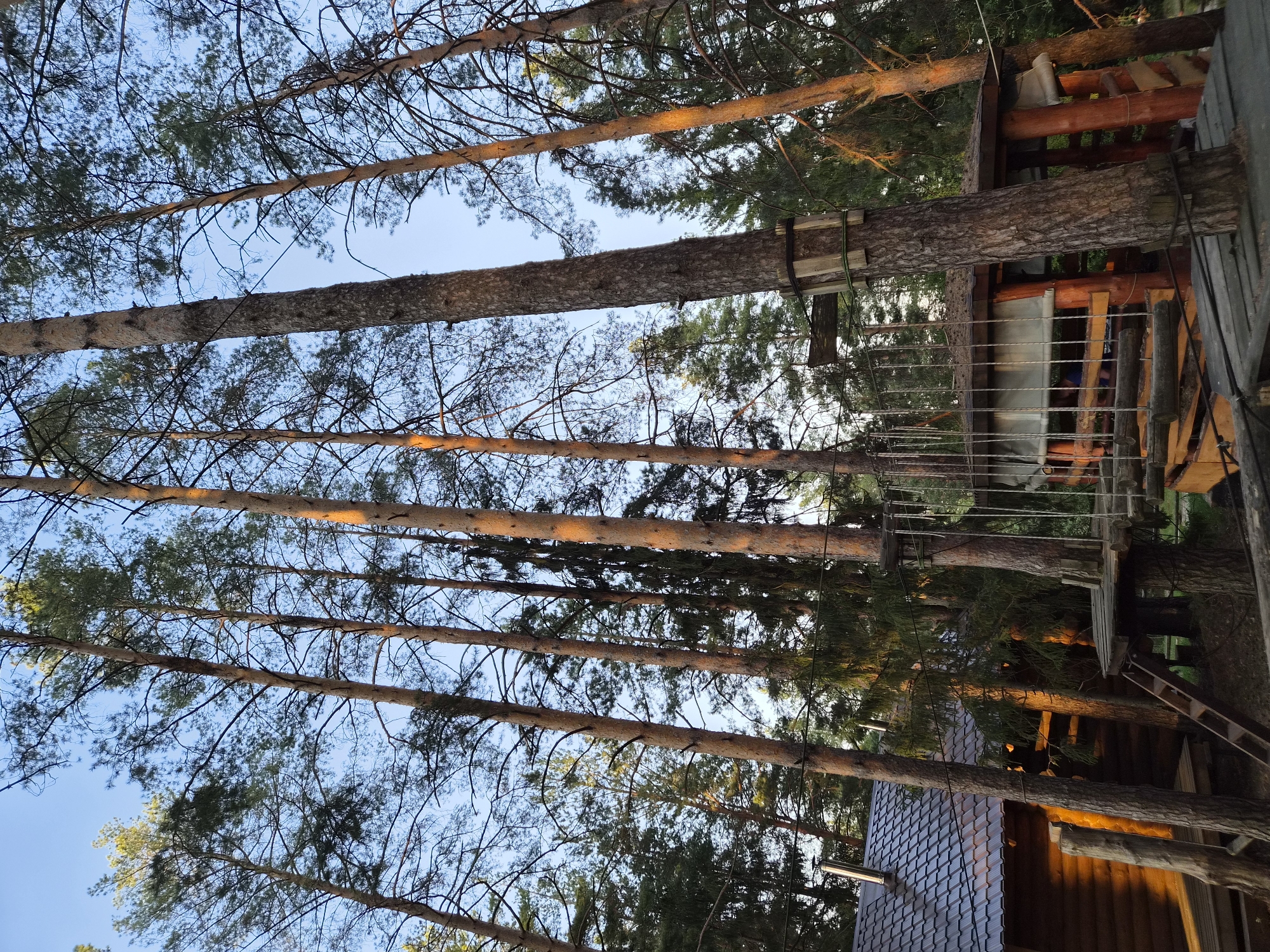 The image shows a tall structure, seemingly a treehouse or elevated platform, built amidst a group of pine trees. The trees are tall and slender, with visible trunks extending towards the sky. The structure appears to be constructed of wood and is supported by the trees. There are details of the building such as platforms, railings, and a ladder that suggests the possibility of human activity. The location is Прикамский, Russia, as the information was provided. A portion of a building or roof with dark tiles can be seen at the bottom of the image. The sky appears blue with some sparse clouds visible between the tree branches.