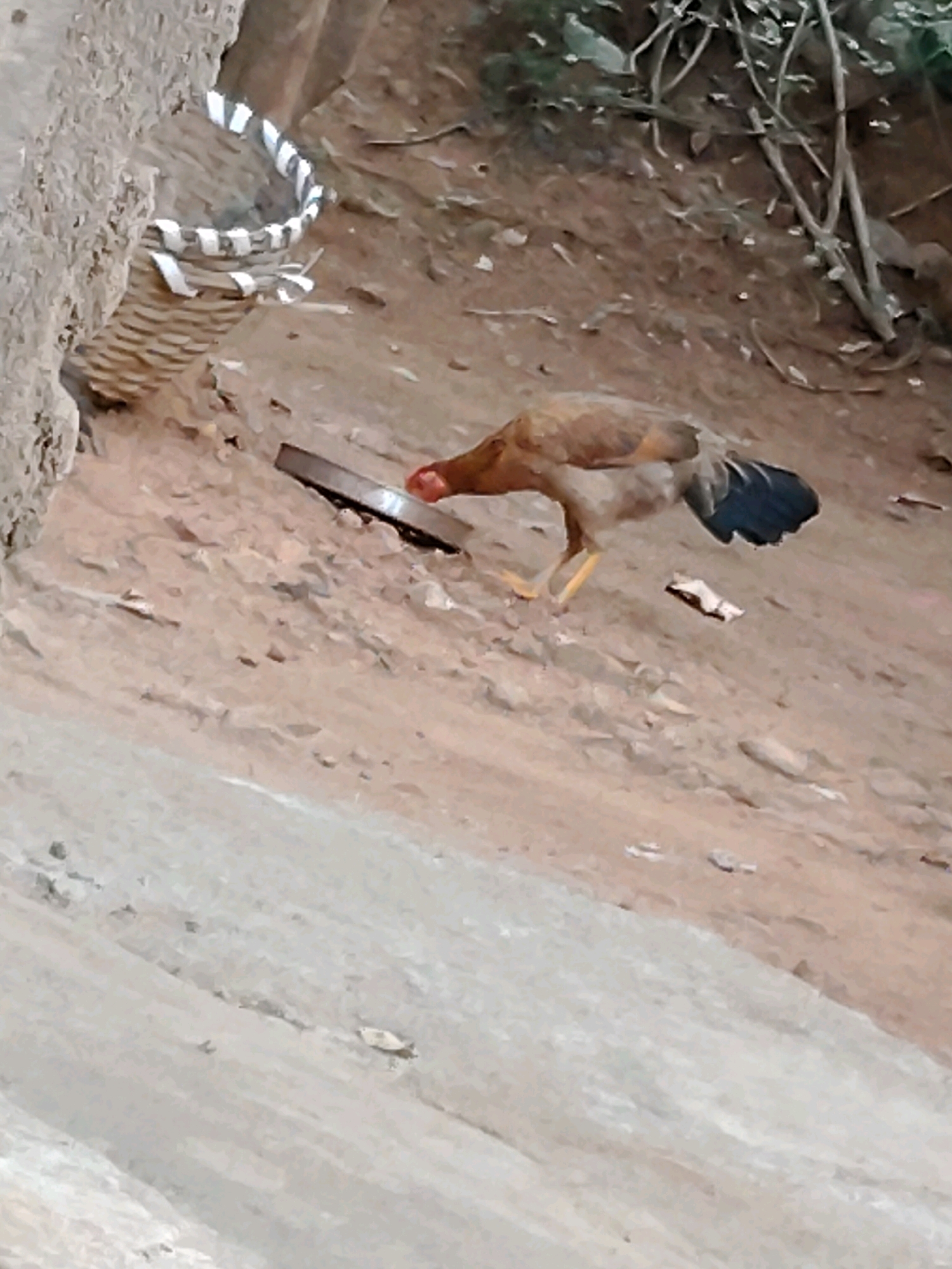 In the city of Thirumalai Vaiyavoor, India, a brown hen is seen drinking from a circular metal dish on the ground. The hen has a reddish-brown body, a dark tail, and yellow legs. It is positioned on a dirt slope, with loose soil and small pebbles scattered around. To the left of the hen, a woven basket with white stripes is placed against a rough, textured wall. In the background, dry branches and foliage can be observed. The overall environment appears to be an outdoor, somewhat rustic setting.