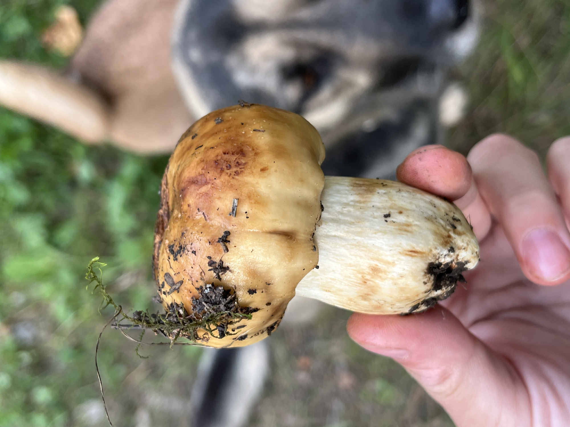 A close-up, eye-level shot shows a person's hand holding a single, freshly picked mushroom. The mushroom has a light brown, bulbous cap with some dirt and moss clinging to it. The stem is thick and off-white, also with specks of dirt. In the blurred background, two dogs are visible. One dog, appearing to be a German Shepherd mix, is closer and its face is partially visible, looking towards the left of the frame. Behind it, another dog, a lighter tan color, is further in the background. The environment appears to be outdoors, with green foliage and some leaf litter on the ground, suggesting a wooded or park-like setting. The scene is consistent with a mushroom foraging activity in or around Nizhny Tagil, Russia, a city known for its natural surroundings and mushroom-picking traditions.