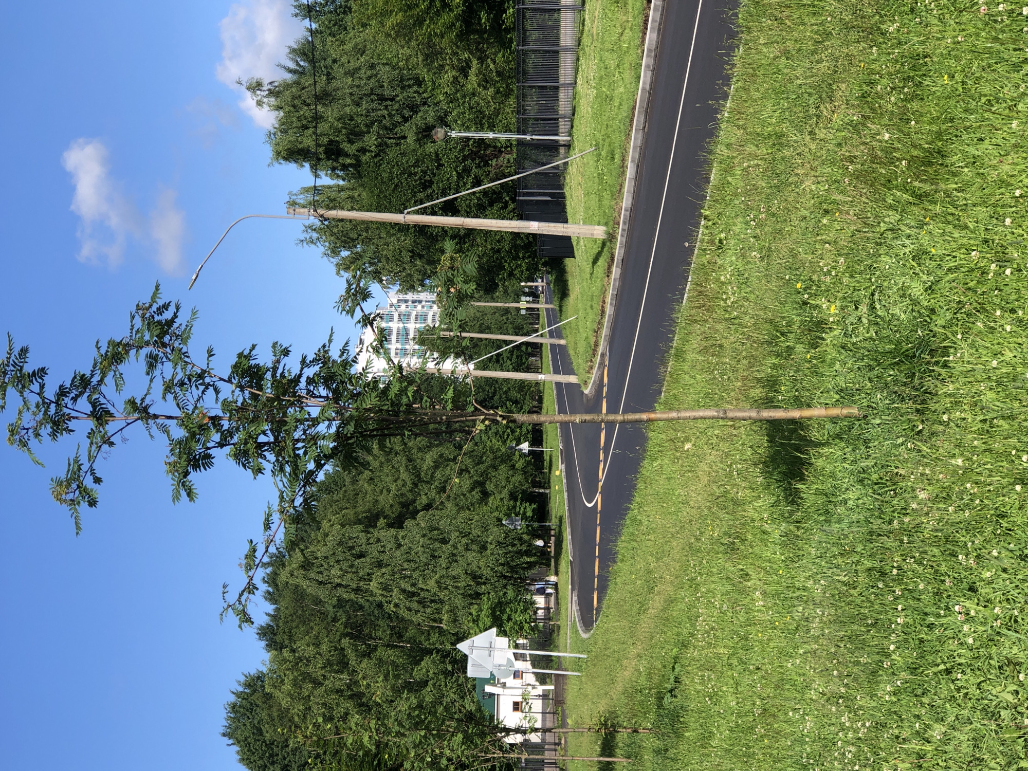 This image depicts an outdoor scene in Saint Petersburg, Russia, on a clear, sunny day. The perspective is a low-angle shot looking upwards and slightly to the right. The primary subjects are a paved path or road, a grassy area, trees, and a blue sky with a few scattered white clouds.
The paved path is dark asphalt with white and yellow markings, suggesting it might be a walking or cycling path. It curves to the right and recedes into the distance. The grassy area bordering the path is lush and green, dotted with small white and yellow wildflowers.
A prominent feature is a young tree with slender branches and green leaves in the foreground, positioned to the left of the path. In the background, a dense line of mature trees forms a green wall. Beyond the trees, a modern, white multi-story building with many windows is visible, indicating an urban or suburban setting.
Several utility poles with streetlights are also present, spaced along the path and extending into the background. A black metal fence runs along the edge of the grassy area behind the trees. Near the bottom left of the frame, a white directional sign with an arrow is mounted on poles, adding to the sense of a designated route or park area.
The overall impression is one of a well-maintained park or public space on a bright, pleasant day. The lighting suggests it is daytime, likely late morning or early afternoon, with the sun casting soft shadows. No people or animals are visible in the frame. There is no discernible text in the image.