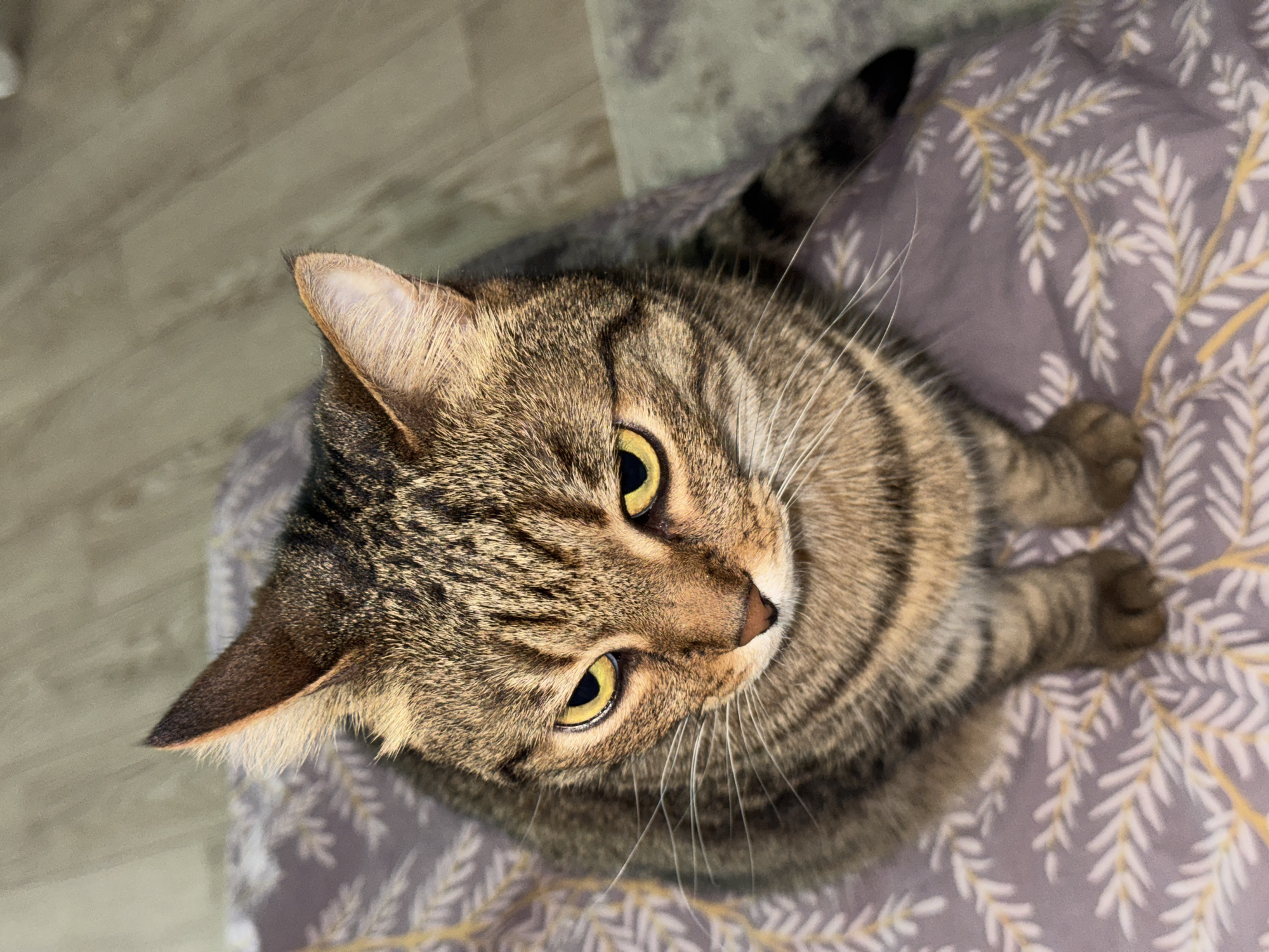 A medium, high-angle shot captures a brown tabby cat with yellow eyes looking upward. The cat is seated on a patterned gray and white surface that resembles a blanket or cushion. The cat has a striped tail that is black at the tip. The background includes a light gray surface, possibly a floor or wall. The location of the photograph is not discernible from the image and cannot be determined.