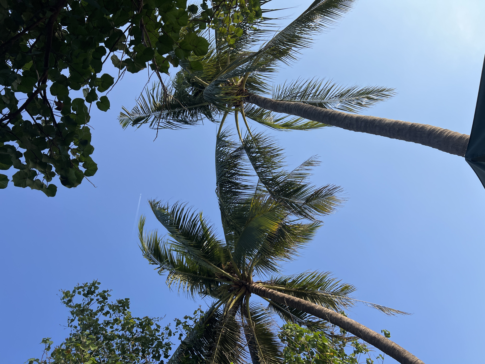 This image captures a serene outdoor scene looking up at a clear blue sky. Two tall coconut palm trees dominate the frame, their fronds spread wide against the sky, with some foliage from a different tree visible in the upper left and right corners. A faint contrail from an airplane stretches across the sky in the upper middle section of the image. The perspective is from below, emphasizing the height of the palm trees and the vastness of the sky. The scene is likely set in Kuta, Indonesia, a location known for its beaches and palm trees, suggesting a tropical or coastal environment. There are no people or animals visible in the image. The bottom edge of the frame shows a glimpse of a dark green, perhaps fabric, structure, possibly a beach umbrella or a canopy. The lighting suggests it's daytime, with the sun likely behind or to the side of the viewer, casting soft light on the fronds.