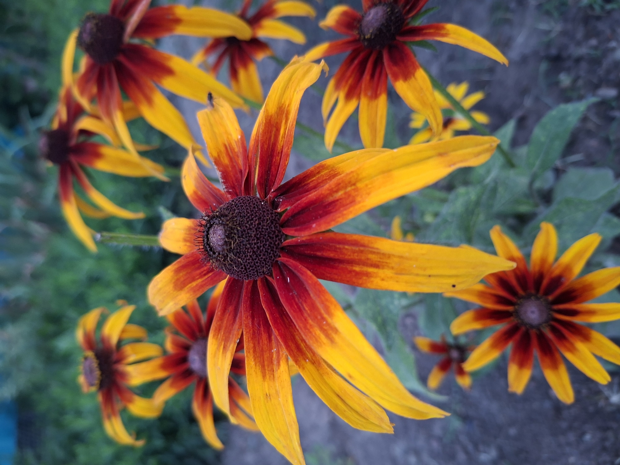 A close-up, vertical shot captures a cluster of Rudbeckia flowers, commonly known as coneflowers, in bloom. The petals exhibit a gradient of color, transitioning from a deep red near the dark brown centers to bright yellow at the tips. Several flowers are visible, with the most prominent one in the foreground, its petals fanned out. The background consists of out-of-focus green foliage and a dark, textured surface that could be soil or a pathway. The lighting suggests it may be late afternoon or early morning, with soft, diffused light. There are no visible people or animals in the frame. This natural scene is likely situated in a garden or park within Gorkovskiy, Russia.
