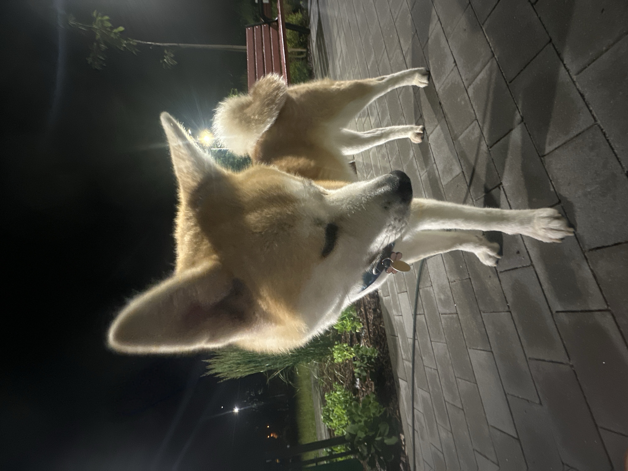 An Akita dog stands on a paved pathway at night, facing forward and looking down to its left. The dog is predominantly light brown with white markings. It has large, erect ears, a fluffy tail curled over its back, and is wearing a blue collar with a decorative tag shaped like a flower. The pathway is made of gray rectangular pavers. In the background, a red park bench is visible, and further back, there is dark foliage and a slender tree. The scene is illuminated by artificial lights, casting shadows on the ground. The sky is dark, indicating nighttime.