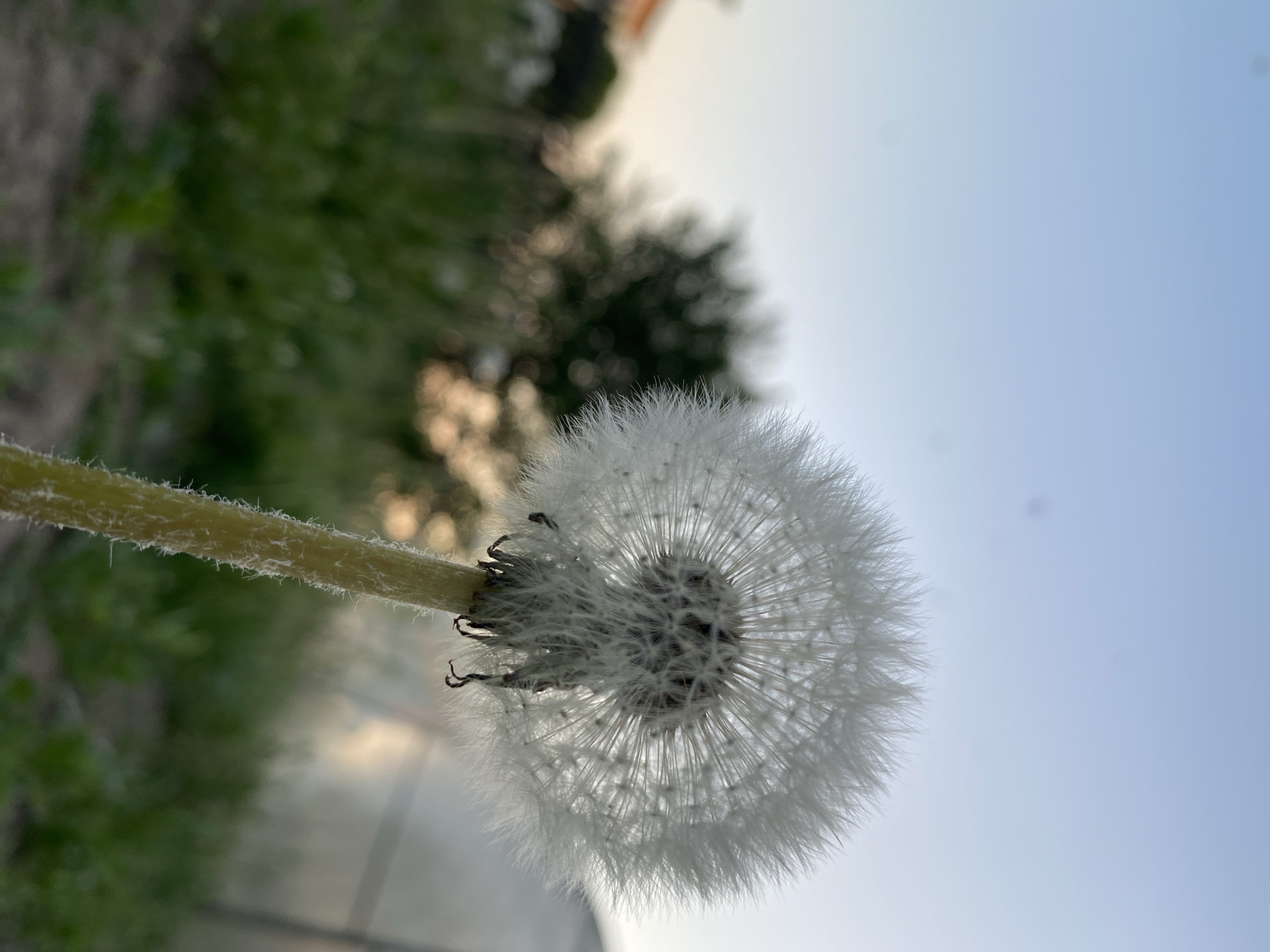 The image shows a close-up of a dandelion seed head. The seed head is round and white, with individual seeds radiating out from the center. The stem is green and covered in small hairs. The background is blurred, but appears to be a field or garden. The sky is light blue.
The location is not identifiable in the city of Unknown, Unknown.