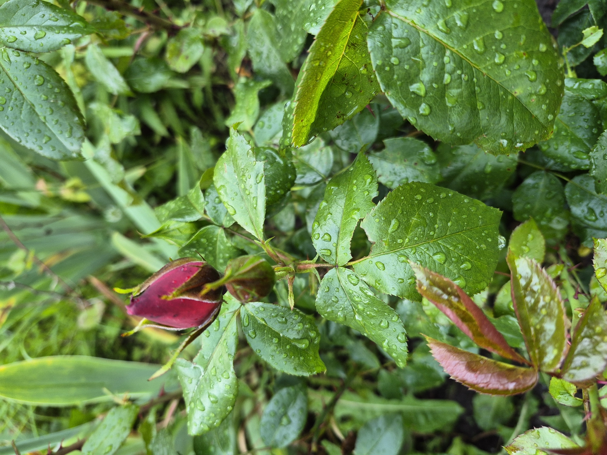 A close-up vertical photograph taken in Hlevakha, Ukraine, displays a red rose bud, partially opened, positioned centrally within a dense arrangement of rose foliage. The bud and all visible leaves are covered with numerous small, clear water droplets, indicative of recent precipitation or heavy dew. A smaller, unopened rose bud is present directly below the main bud. In the lower-left quadrant, a cluster of newer rose leaves exhibits a reddish-green coloration. The background consists of blurred green vegetation. The scene is illuminated by natural, diffused light. No people or artificial structures are visible.