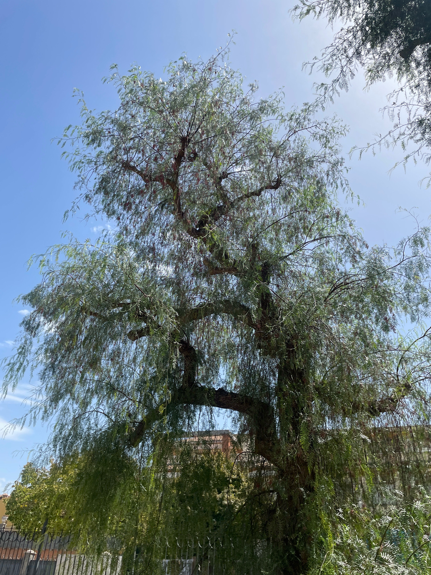 The image captures a large, mature Schinus molle tree, commonly known as a Peruvian pepper tree, set against a clear blue sky with a few wispy clouds. The tree's branches are thick and gnarled, with a cascading habit, its delicate, feathery foliage creating a dense canopy. In the background, a low brick building with reddish-brown roof tiles is visible, partially obscured by the tree's branches and other greenery. A black metal fence runs along the lower edge of the frame, separating the foreground from a glimpse of the street or property beyond. The lighting suggests it is daytime, with sunlight filtering through the leaves, creating a dappled effect. This scene appears to be located in Atarfe, Spain, indicated by the architectural style of the building and the general environment. There are no people visible in the image.