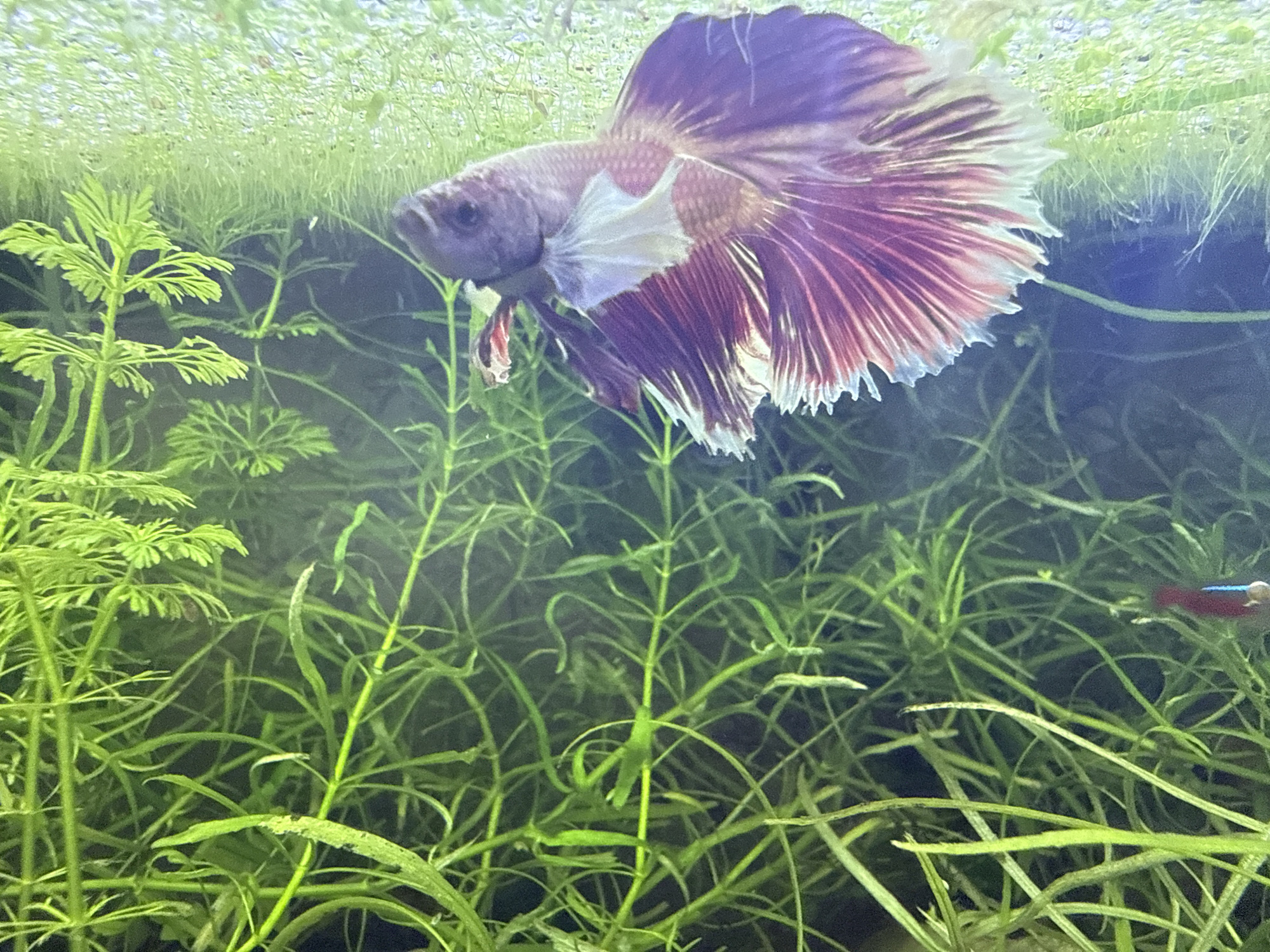 The image depicts an illuminated freshwater aquarium environment, observed from a frontal perspective, set in Busmantsi, Bulgaria. The central subject is a male Betta fish (Betta splendens), positioned in the upper-midground, facing slightly to the left. Its body is a muted purplish-grey, while its expansive, flowing fins are predominantly a deep reddish-purple with contrasting white edges, characteristic of a "butterfly" or "multicolor" fin pattern. The pectoral fins are translucent white, and the left pelvic fin appears slightly tattered.
The upper portion of the tank is densely covered with small, bright green floating aquatic plants. Below the surface, the aquarium is populated with various submerged flora. On the left side, a prominent light green plant with finely divided, feathery leaves extends upwards. Throughout the mid-ground and background, numerous slender, bright green stem plants with narrow leaves grow vertically, creating a lush, verdant backdrop.
In the lower right quadrant of the image, partially obscured by the stem plants, a small fish with a distinct red body and a horizontal blue stripe is visible, consistent with a Neon Tetra or a similar species. The water within the aquarium appears clear. The background beyond the plants is a darker tone, suggesting depth.