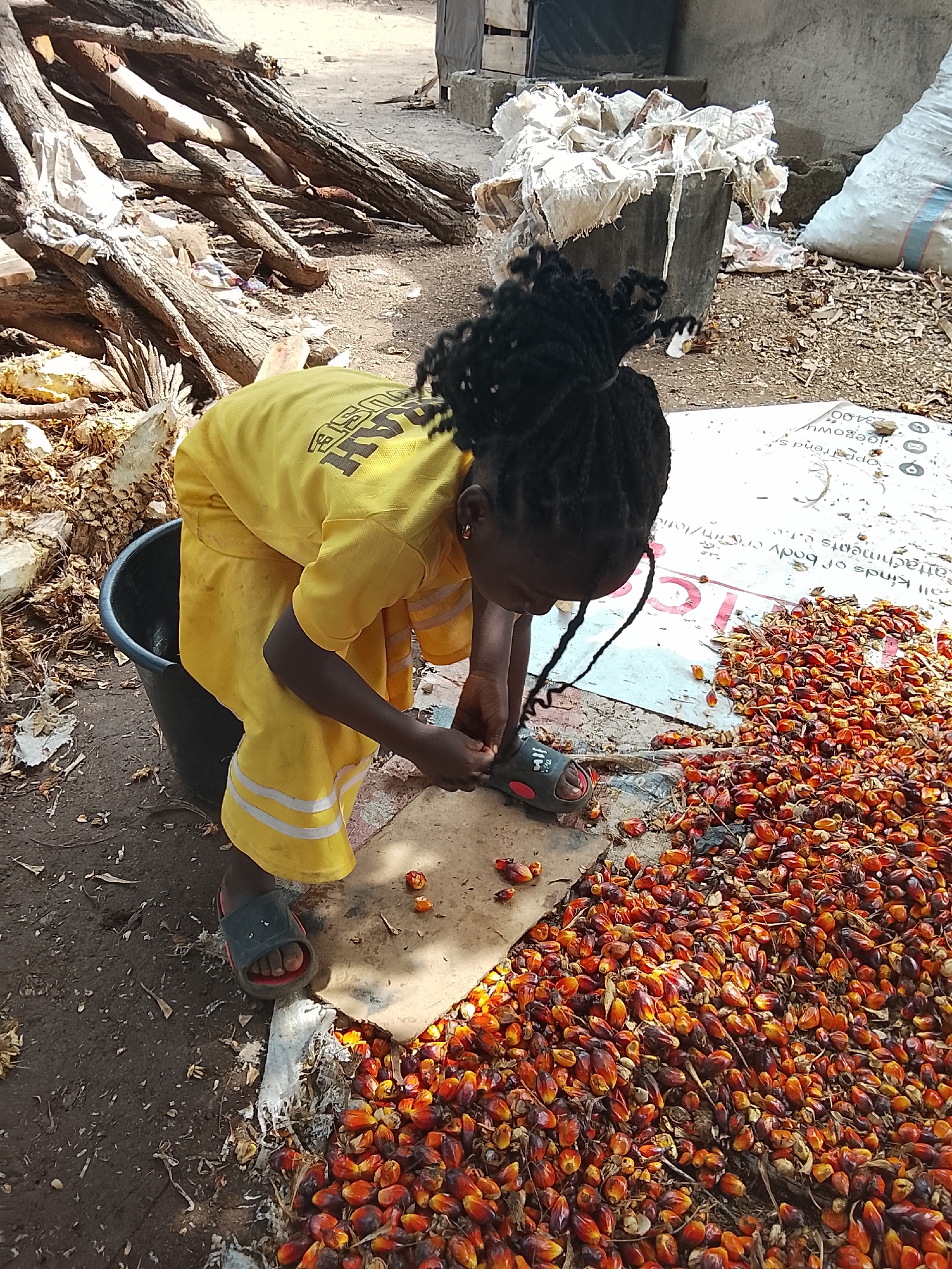 A young girl with braided hair is sitting near a pile of palm nuts, sorting them with her hands. She is wearing a yellow shirt and pants with white stripes. A black bucket is beside her. The palm nuts are spread out on a white tarp with printed text. In the background, there are piles of logs, sacks of materials, and other debris. This scene likely takes place outdoors in an area associated with palm nut processing, possibly in the city of Akwanga, Nigeria.